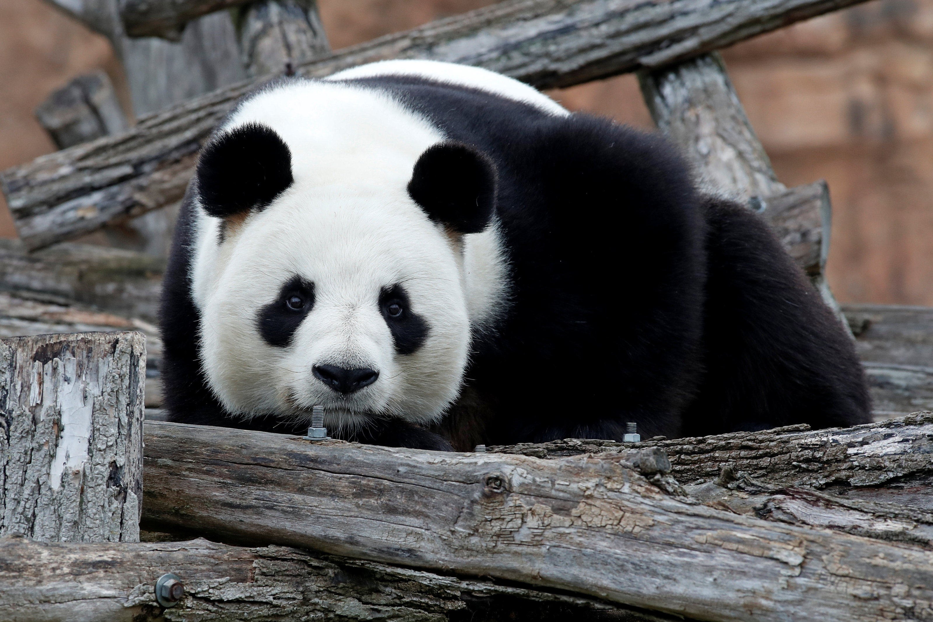 Yuan Zi, a giant panda living in France, had the opportunity to witness the Olympic torch relay. Photo: Reuters