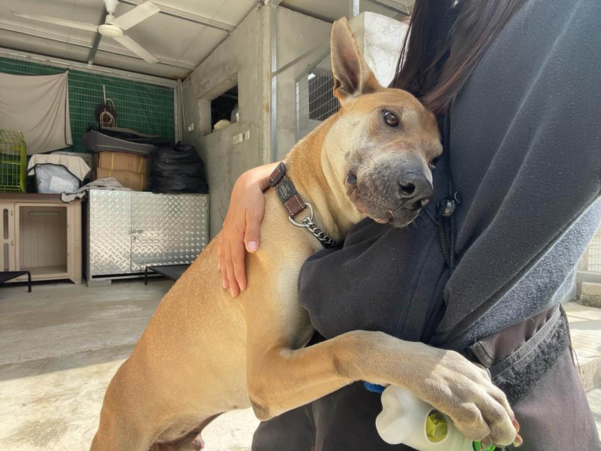 A dog greets an SKSFF volunteer during a visit to the Hong Kong-mainland China border, where it feeds strays and arranges their desexing. Photo: SKSFF