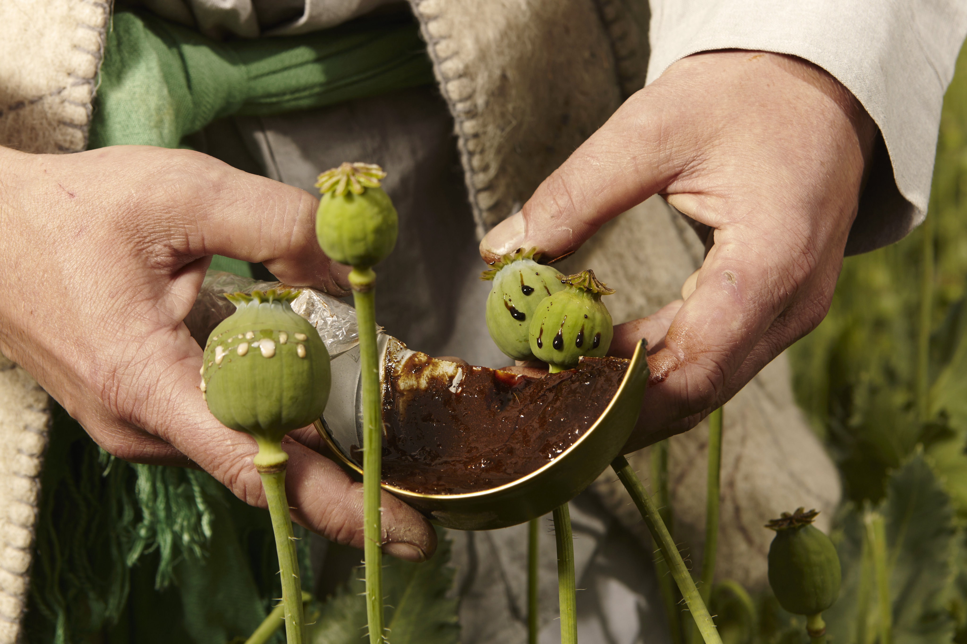 The harvesting of raw opium on a poppy field. In 1958, a Hongkonger was accused of dealing more opium than the global medical supply. Photo: Shutterstock