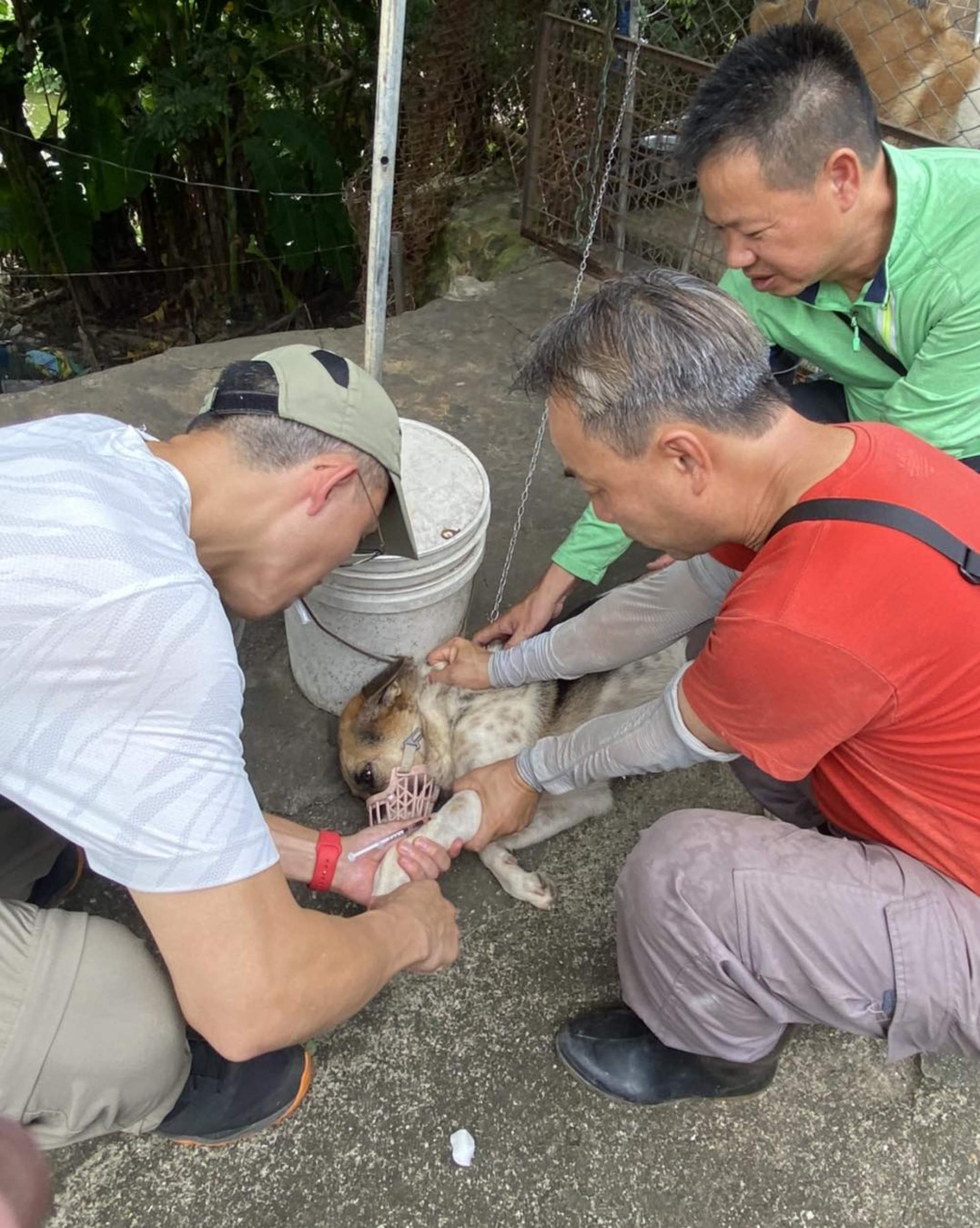 SKSFF organises vet visits to provide treatment for sick and injured dogs. Photo: SKSFF