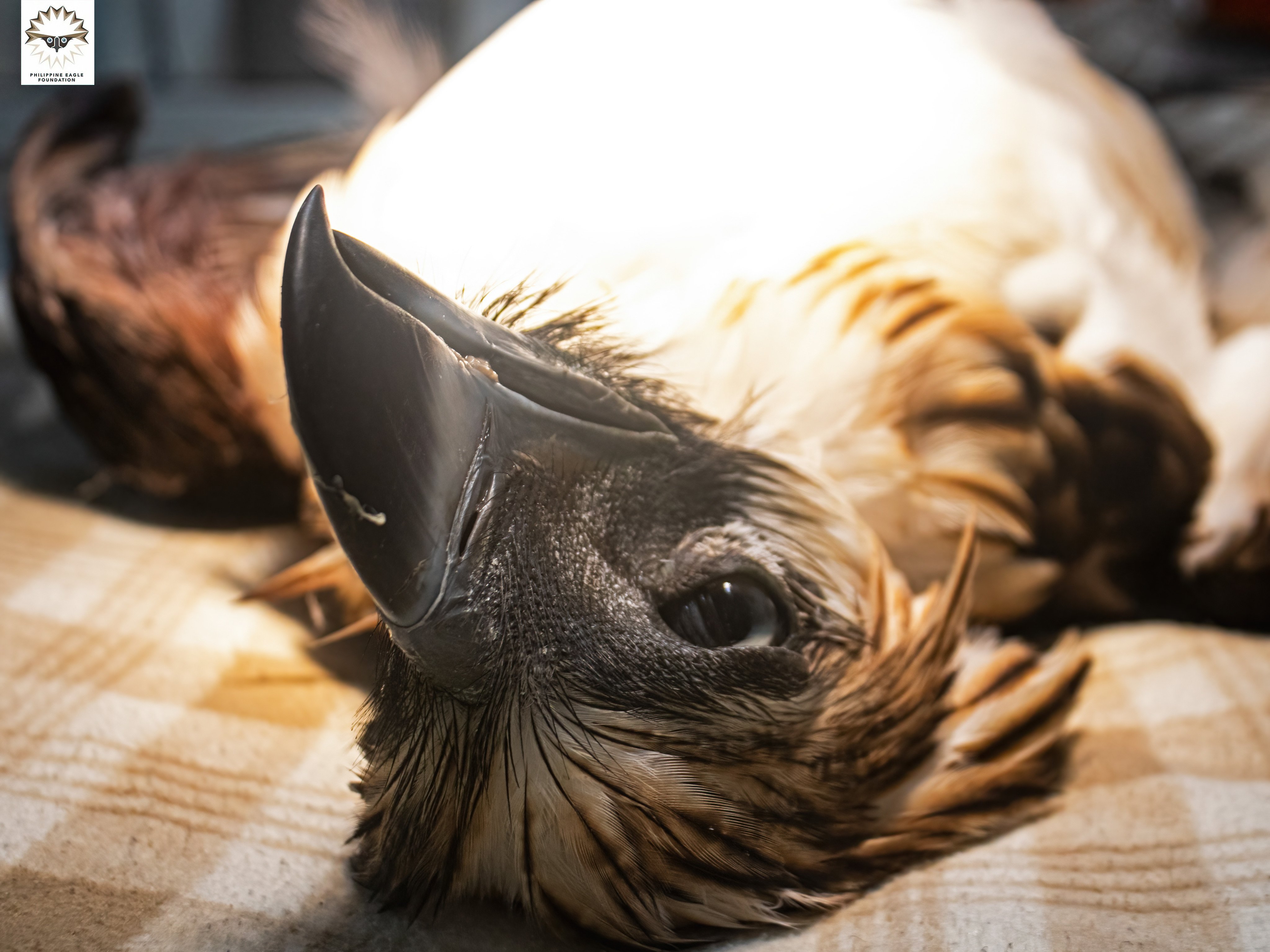 A Philippine eagle died from severe blood loss after it was shot in a forest in the southern part of the country. Photo: Handout/Klaus Nigge-Philippine Eagle Foundation
