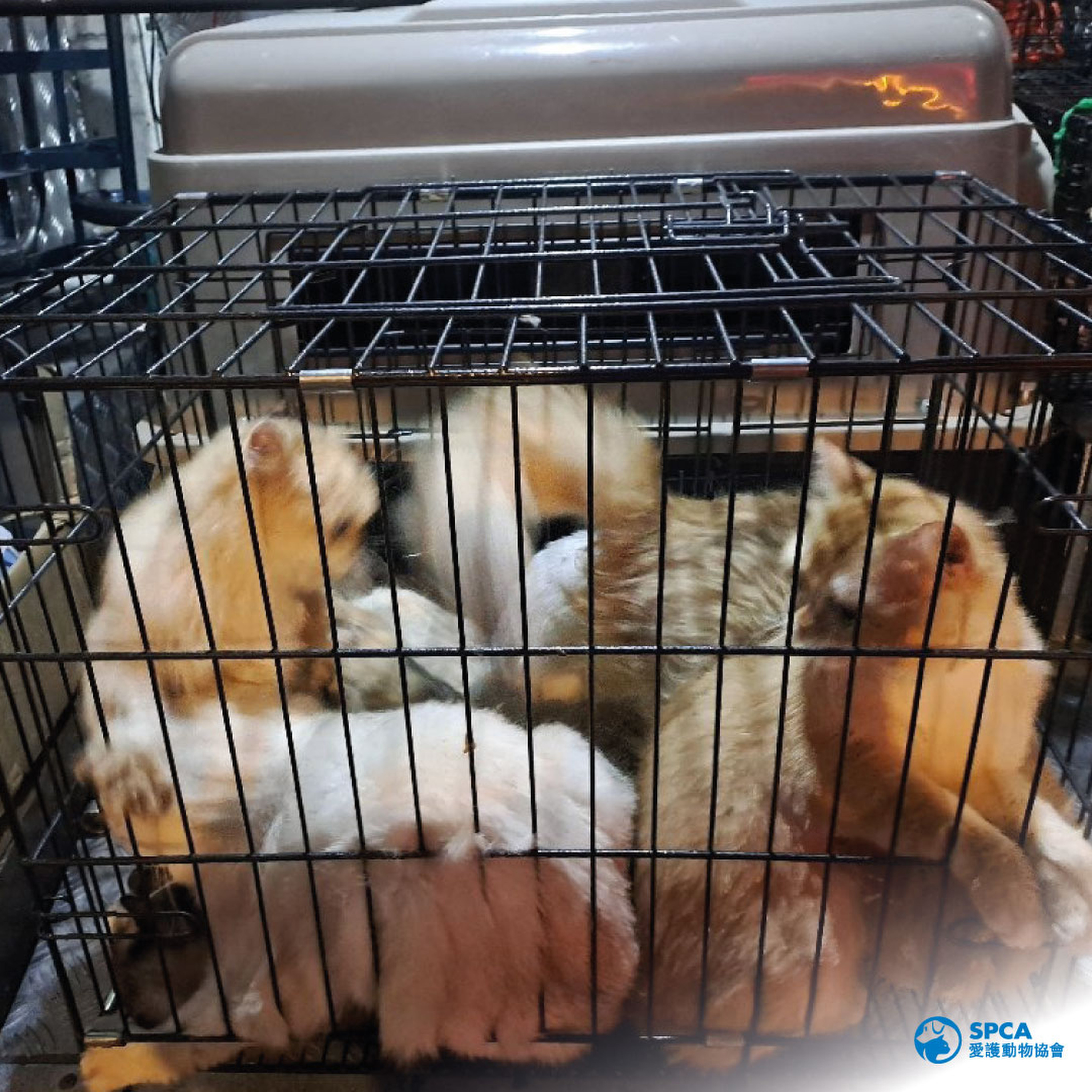 Smuggled cats crammed into a tiny cage, which can lead to the spread of diseases, the SPCA has warned. Photo: SPCA