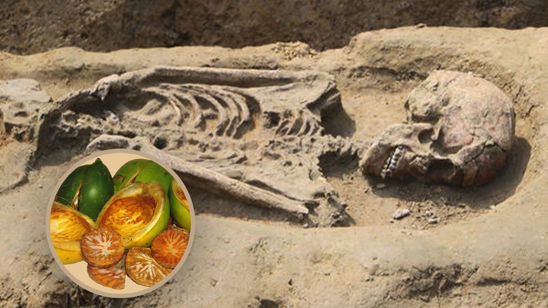 Unearthed 2,500-year-old human skeletons found in Taiwan hint at ancient indigenous tribes’ betel nut chewing habits. Photo: SCMP composite/Shutterstock/cabcy.gov.tw