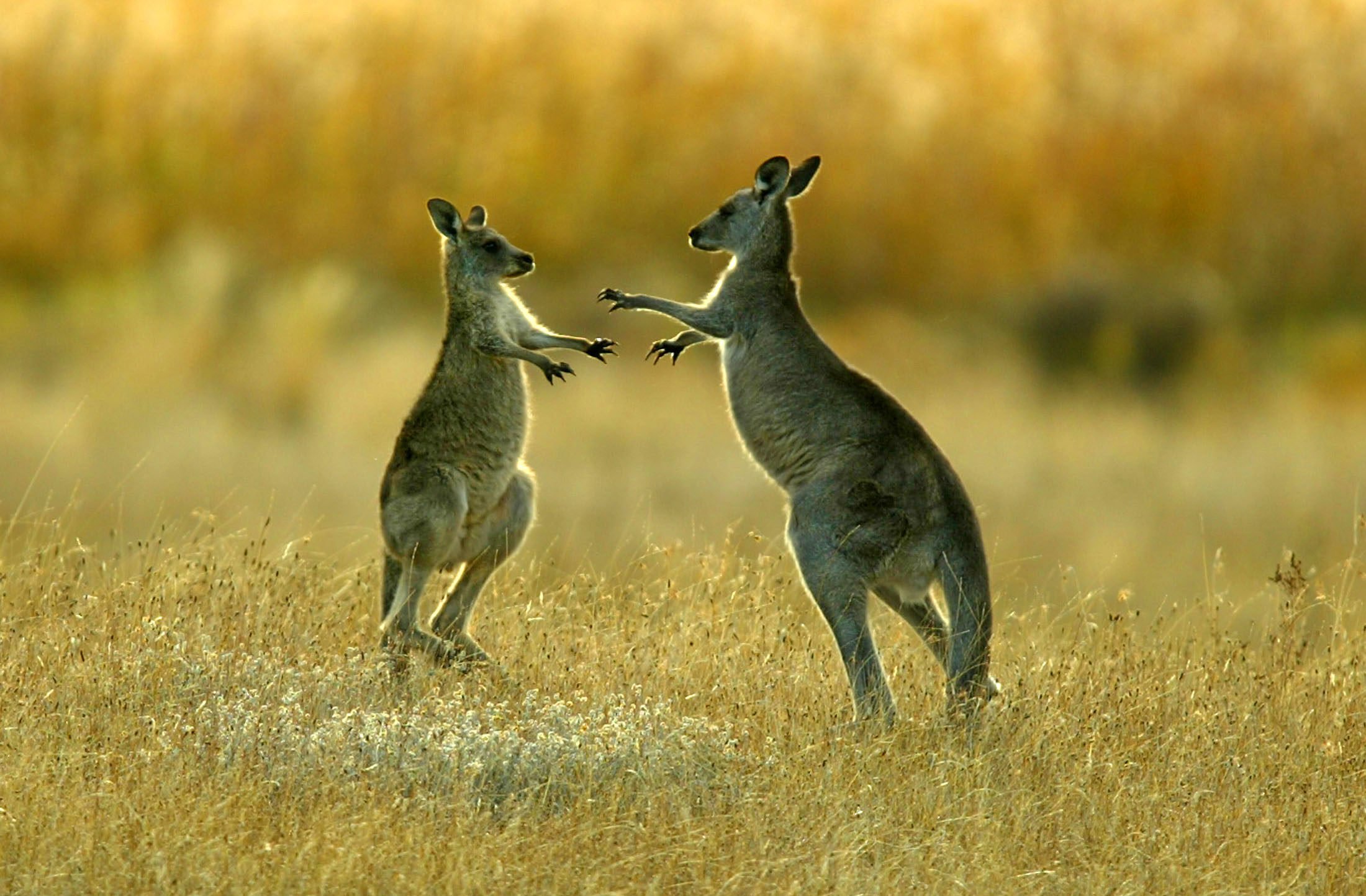 Kangaroo bonds are Australian dollar-denominated bonds issued by foreign entities in Australia. Photo: Reuters