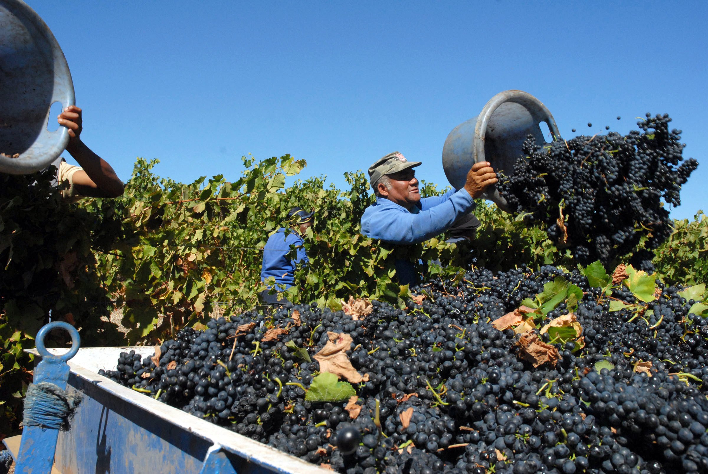 South African wine makers are hoping for more sales in the Chinese market.  Photo: AFP 