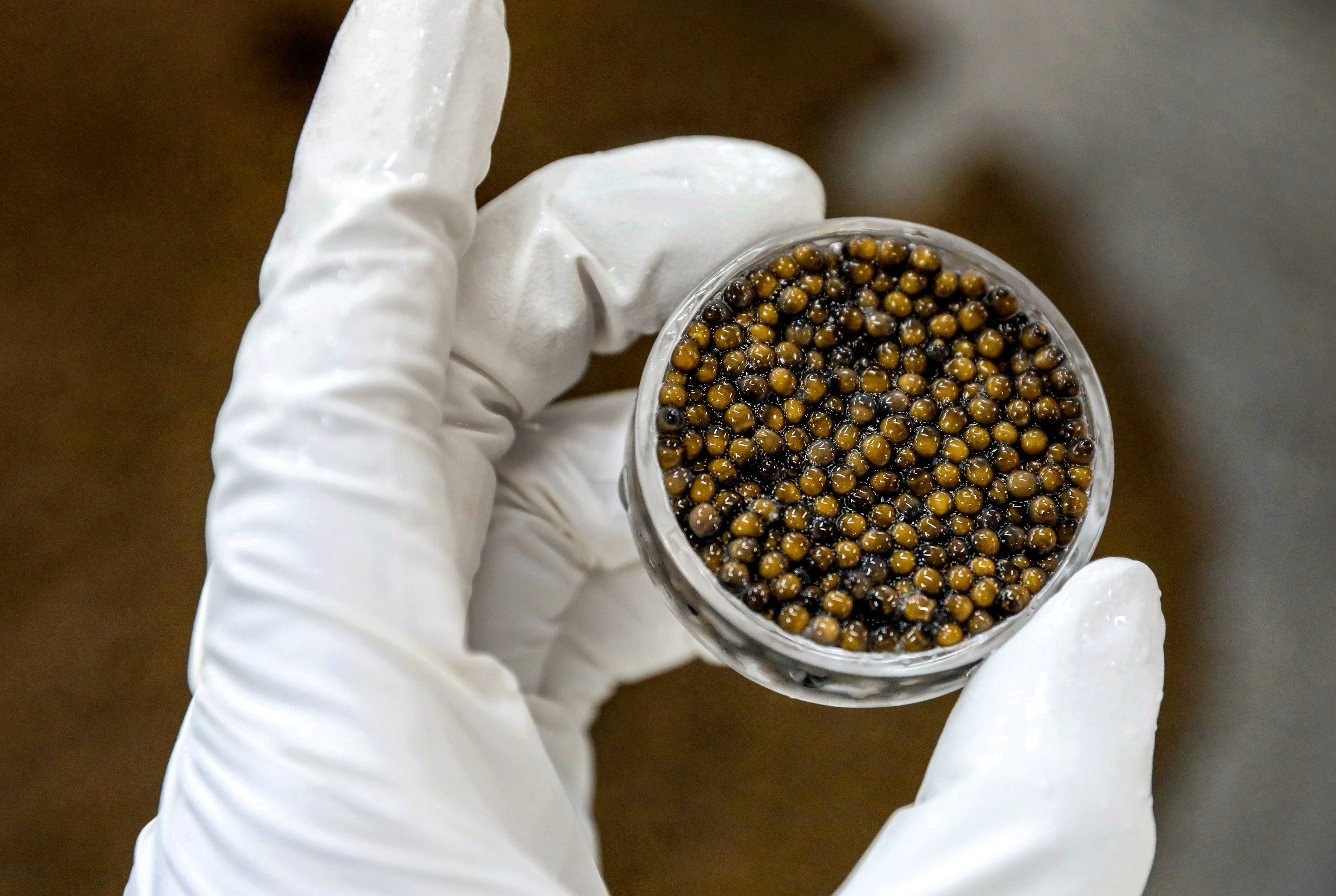 The color and quality of caviar is checked at a Kaluga Queen production facility in China’s Zhejiang province. Photo: Simon Song