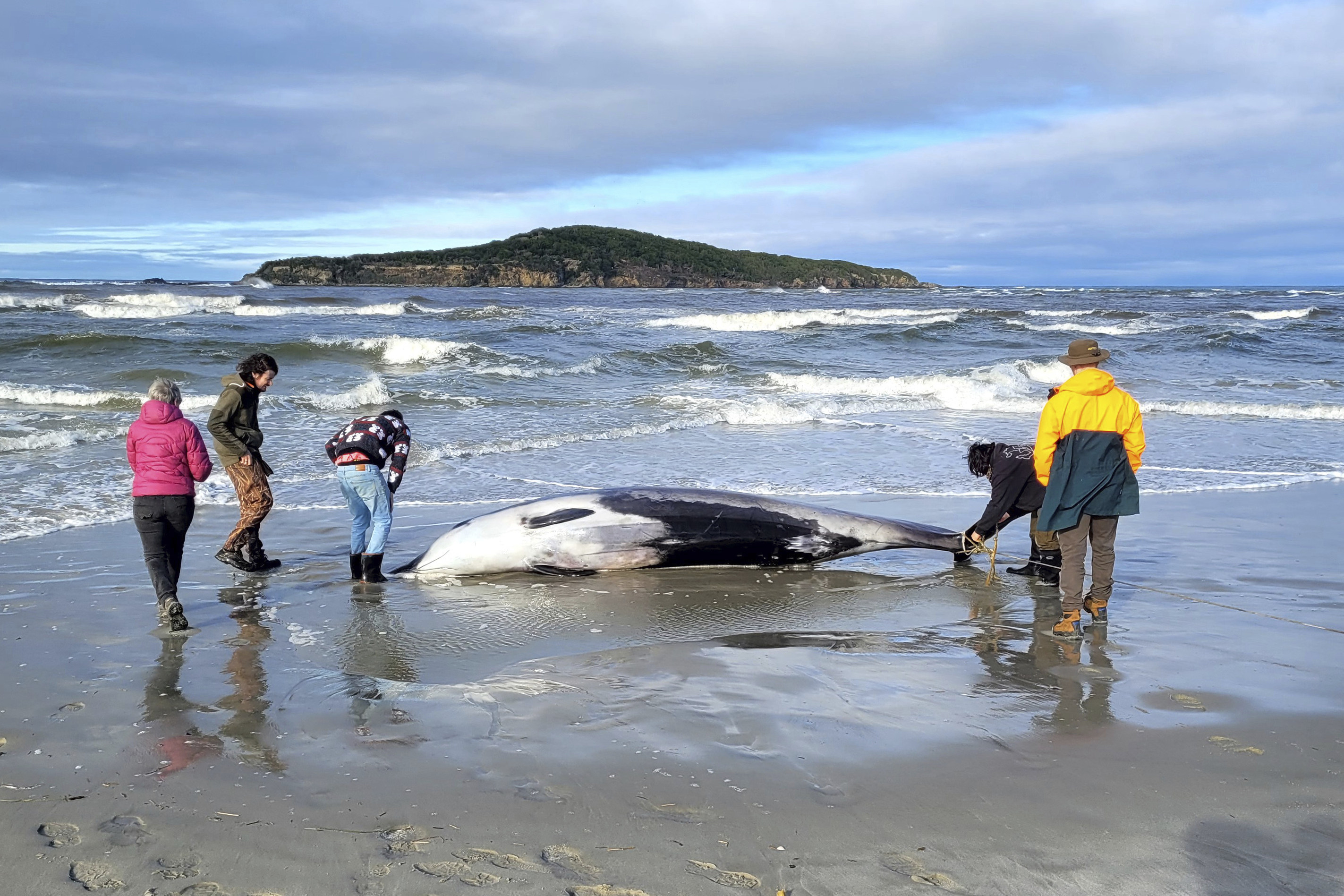 Rangers inspect what is believed to be a rare spade-toothed whale after it was found washed ashore on a beach near Otago, New Zealand on July 5. Photo: Department of Conservation via AP