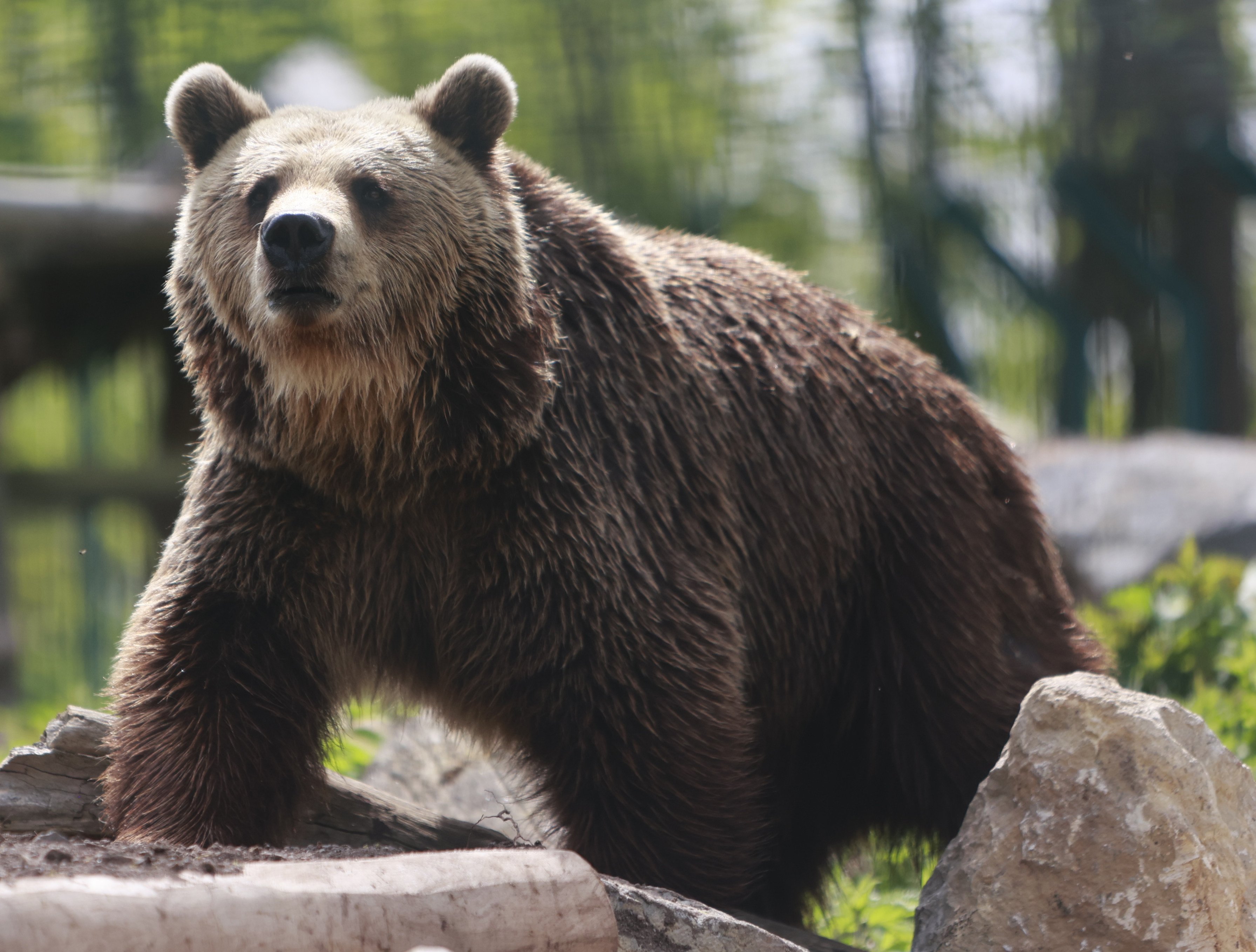 Romania is home to Europe’s largest brown bear population outside Russia. Photo: dpa