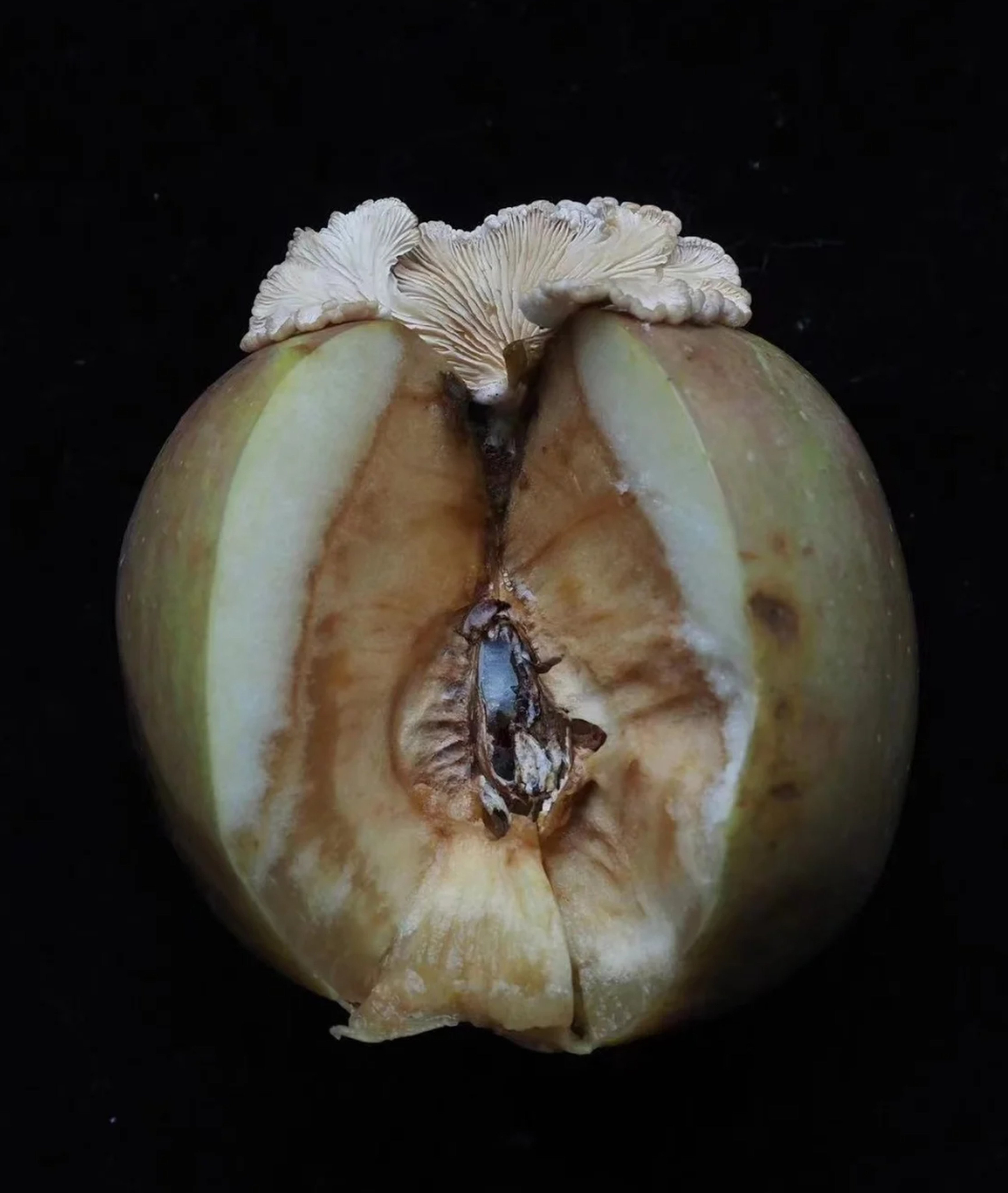 The team believes fungal spores might have fallen onto apples while the fruit was being transported or stored, which then germinated and spread into the apple’s flesh. Photo: Handout