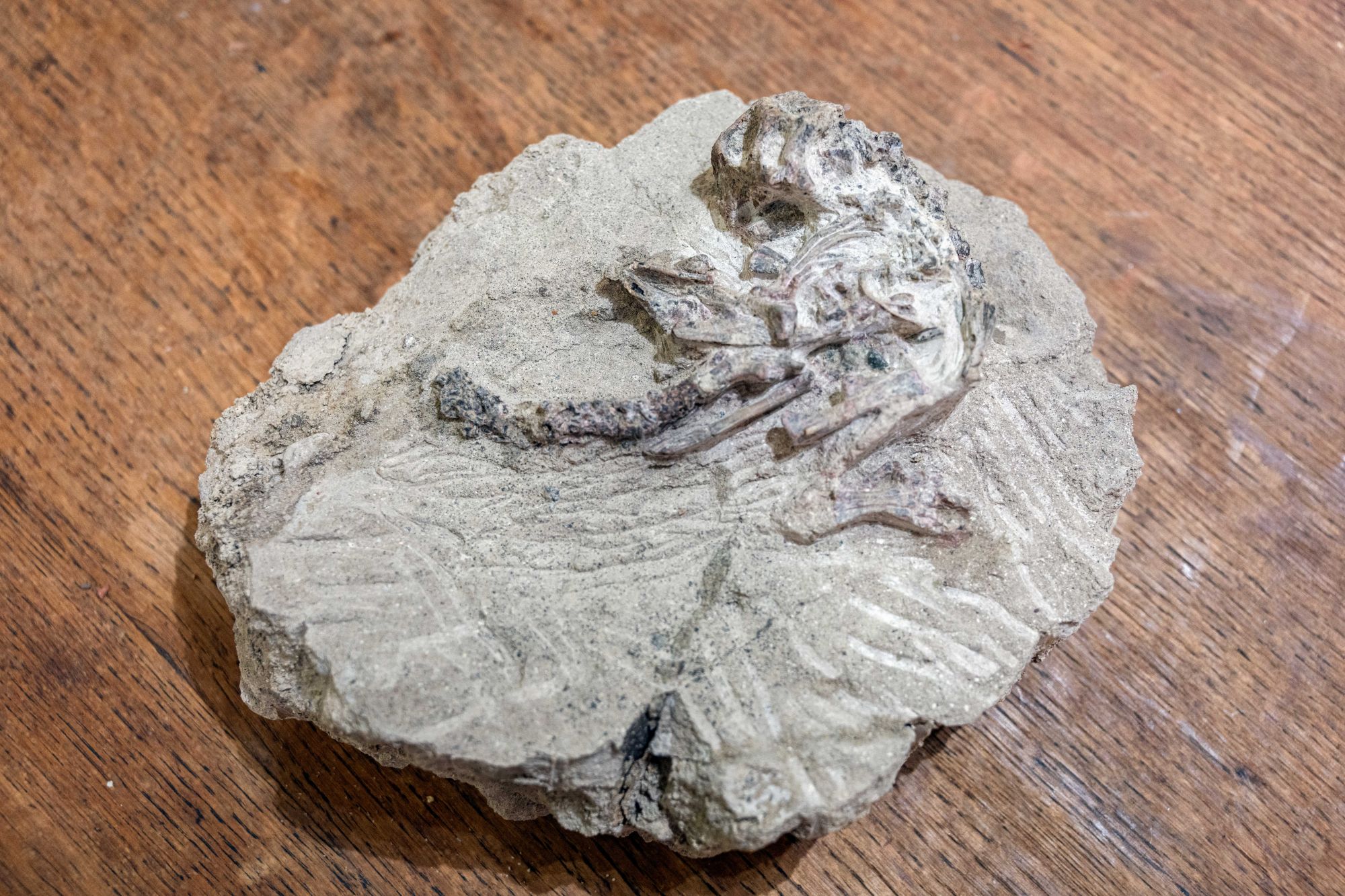 This Chinese baby psittacosaurus lujiatunensis from the early Cretaceous (100 million to 126 million years ago) is a star at the museum where its puppet has been created to explain the life of dinosaurs at the museum and in schools. Photo: Eugene Chan