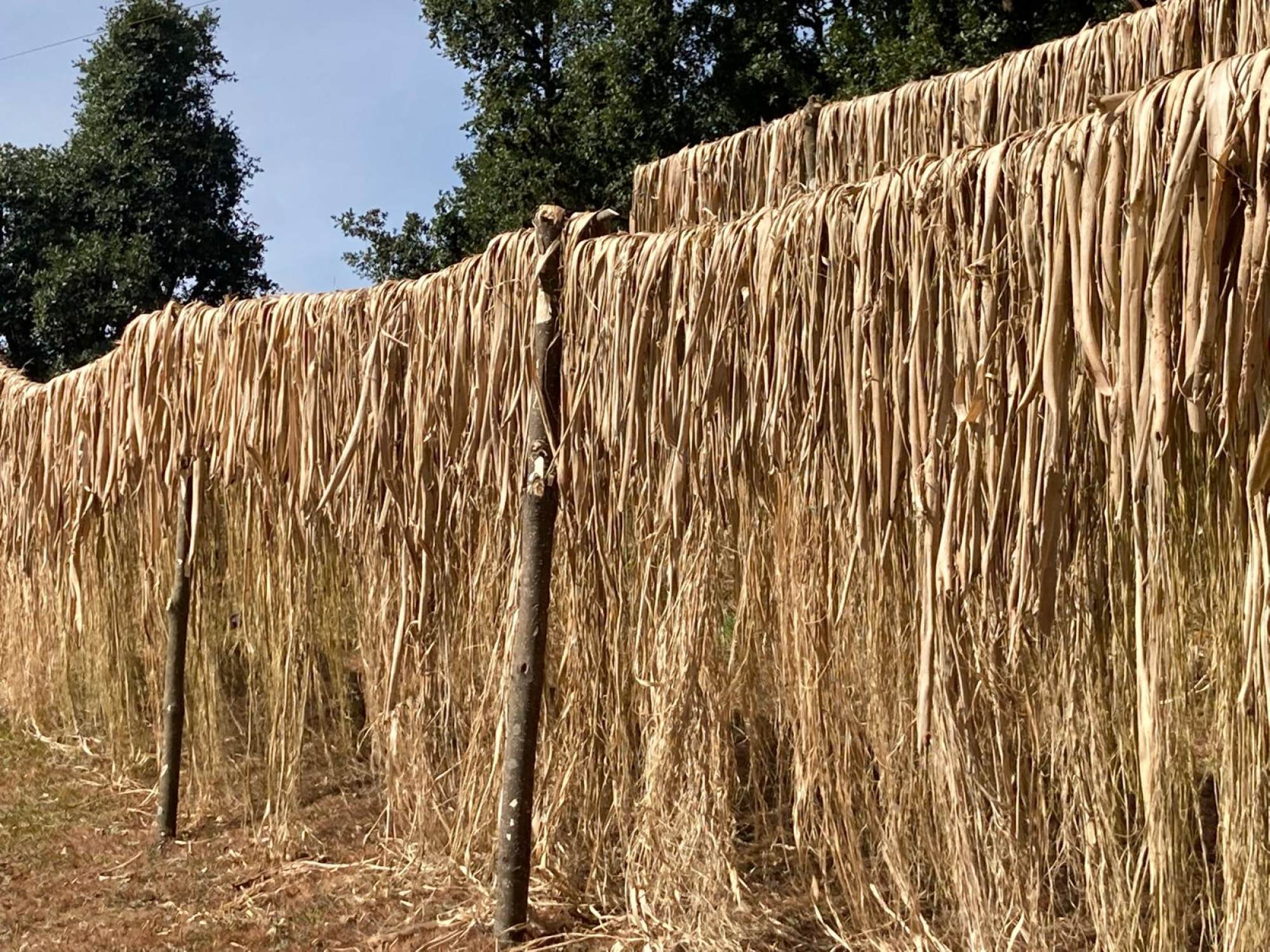 Argeli bark is dried in the sun before being shipped to Japan. Photo: Hari Shrestha