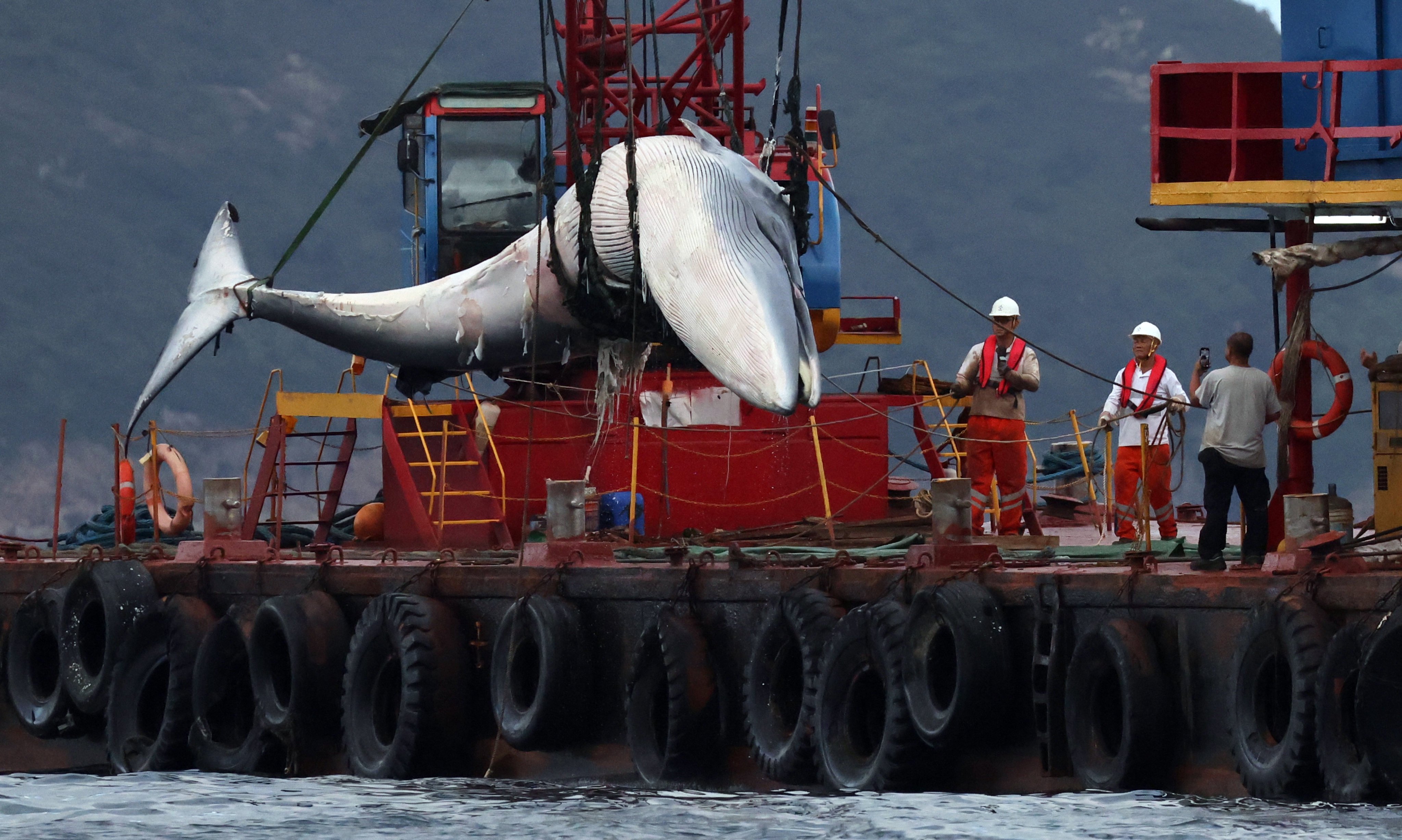 The carcass of the whale is hauled out of the water. The conservation department hopes to have a concrete plan and timeline on a whale-watching ban by the third quarter of this year. Photo: May Tse