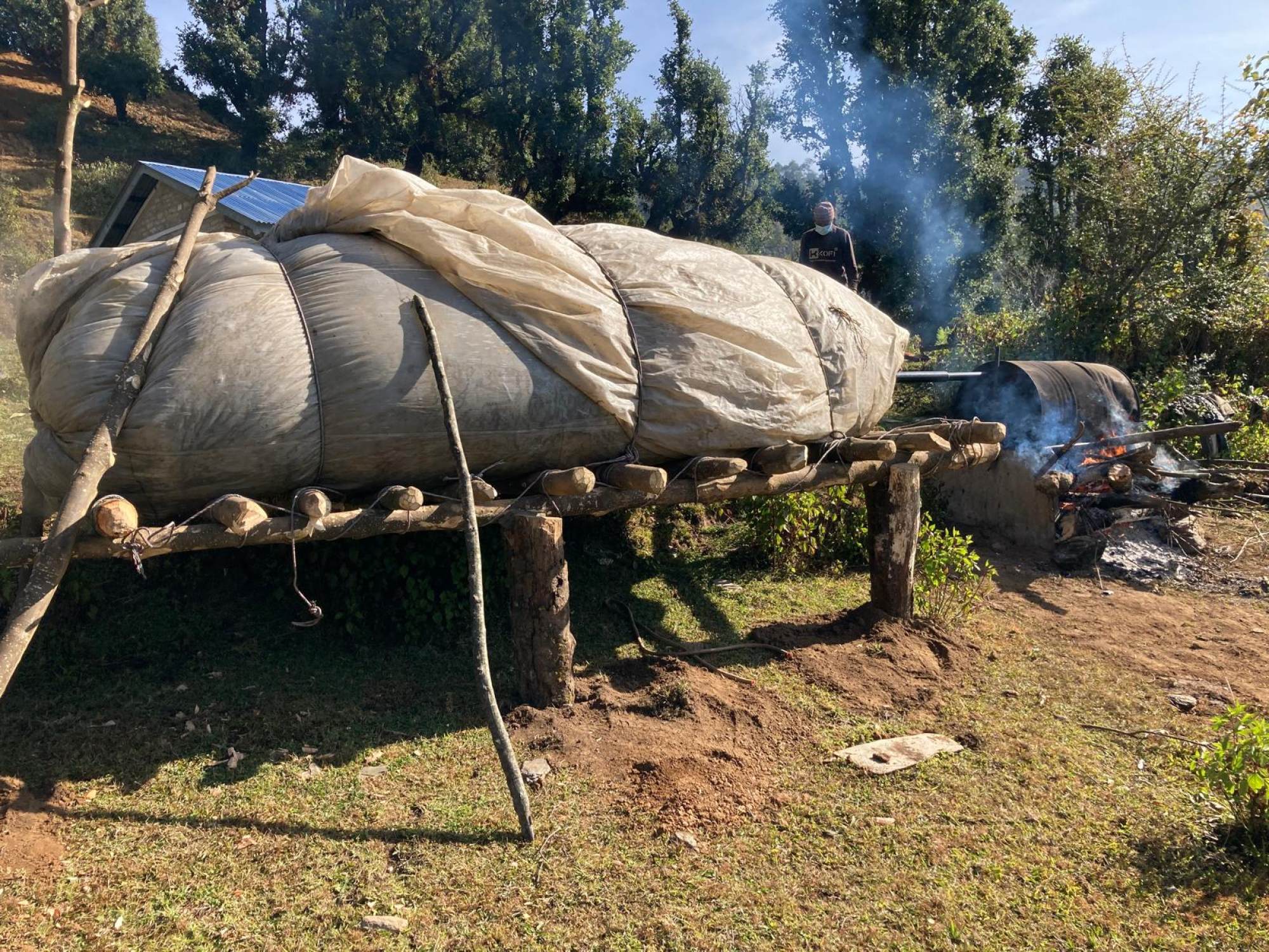 The argeli bark is steamed, then dried before being shipped to Japan. Photo: Hari Shrestha