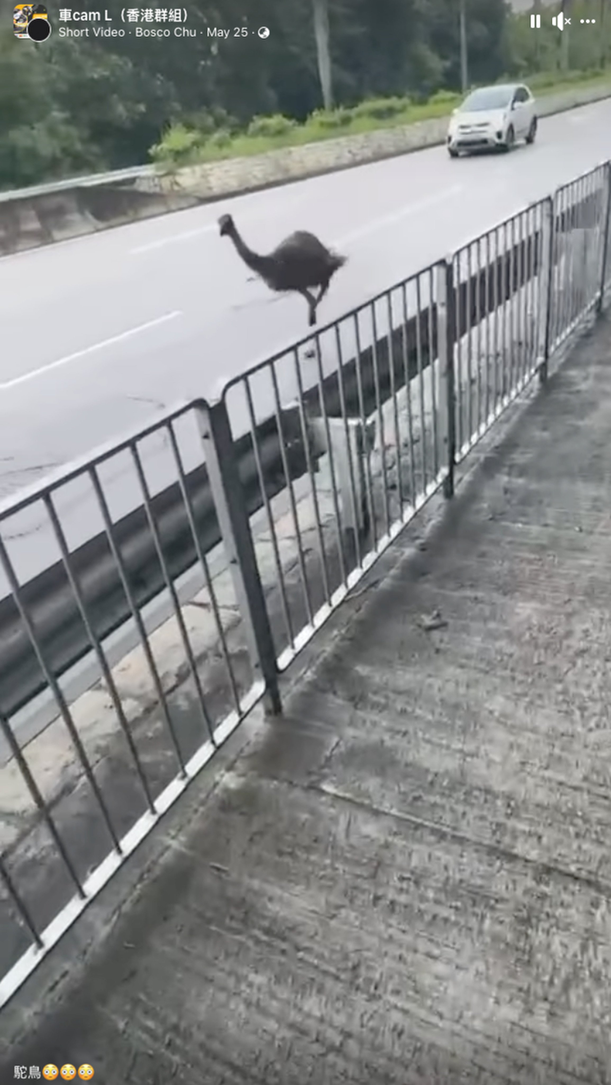An emu runs wild in Tin Shui Wai before police and the SPCA capture it. Photo: Facebook/Bosco Chu