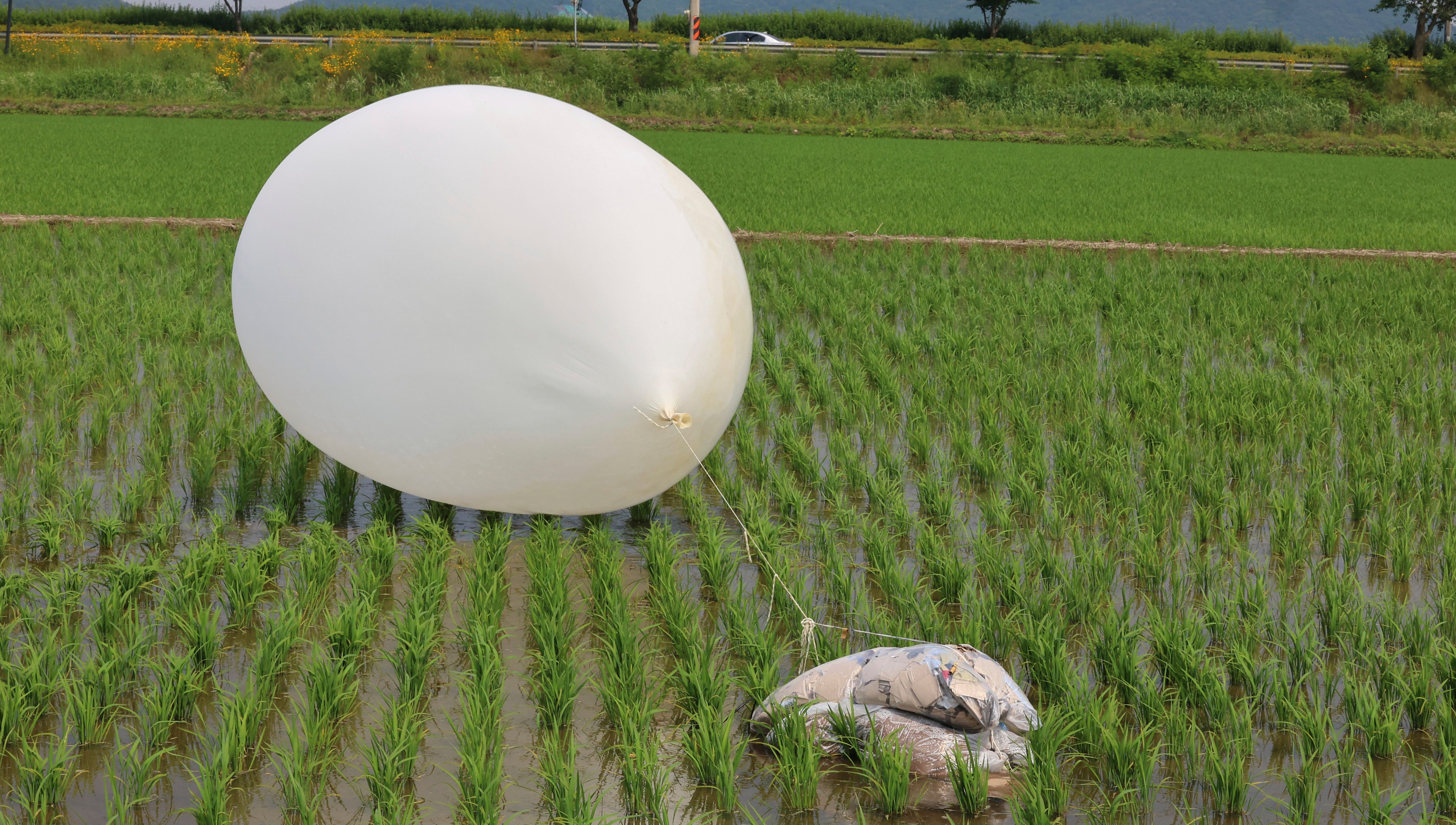 A balloon presumably sent by North Korea, is seen in a paddy field in Incheon, South Korea, on June 10. Photo: AP