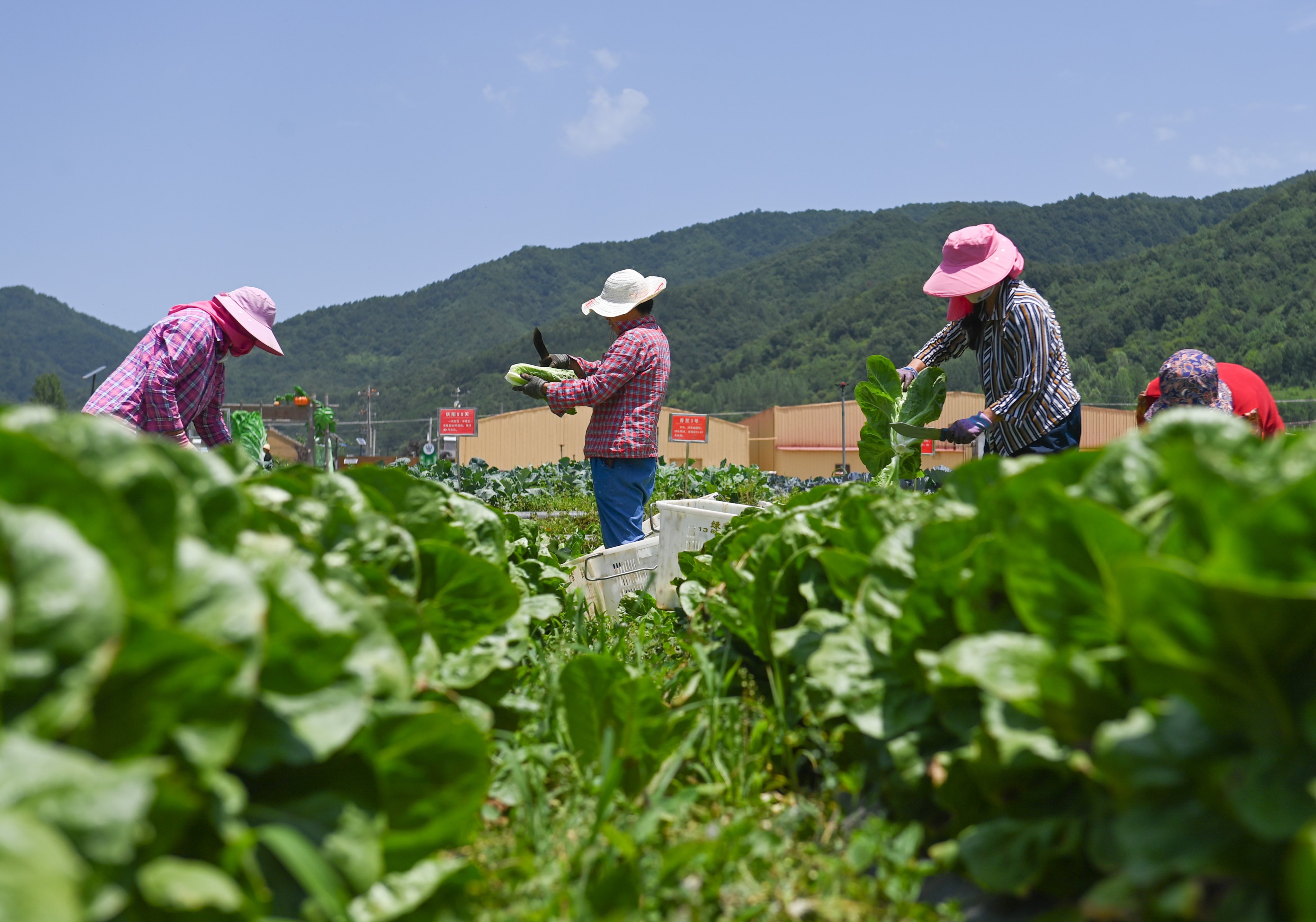 Beijing has said it intends to “allow farmers to revitalise and utilise their legally owned homes via renting, becoming shareholders, and cooperating with others”. Photo: Xinhua