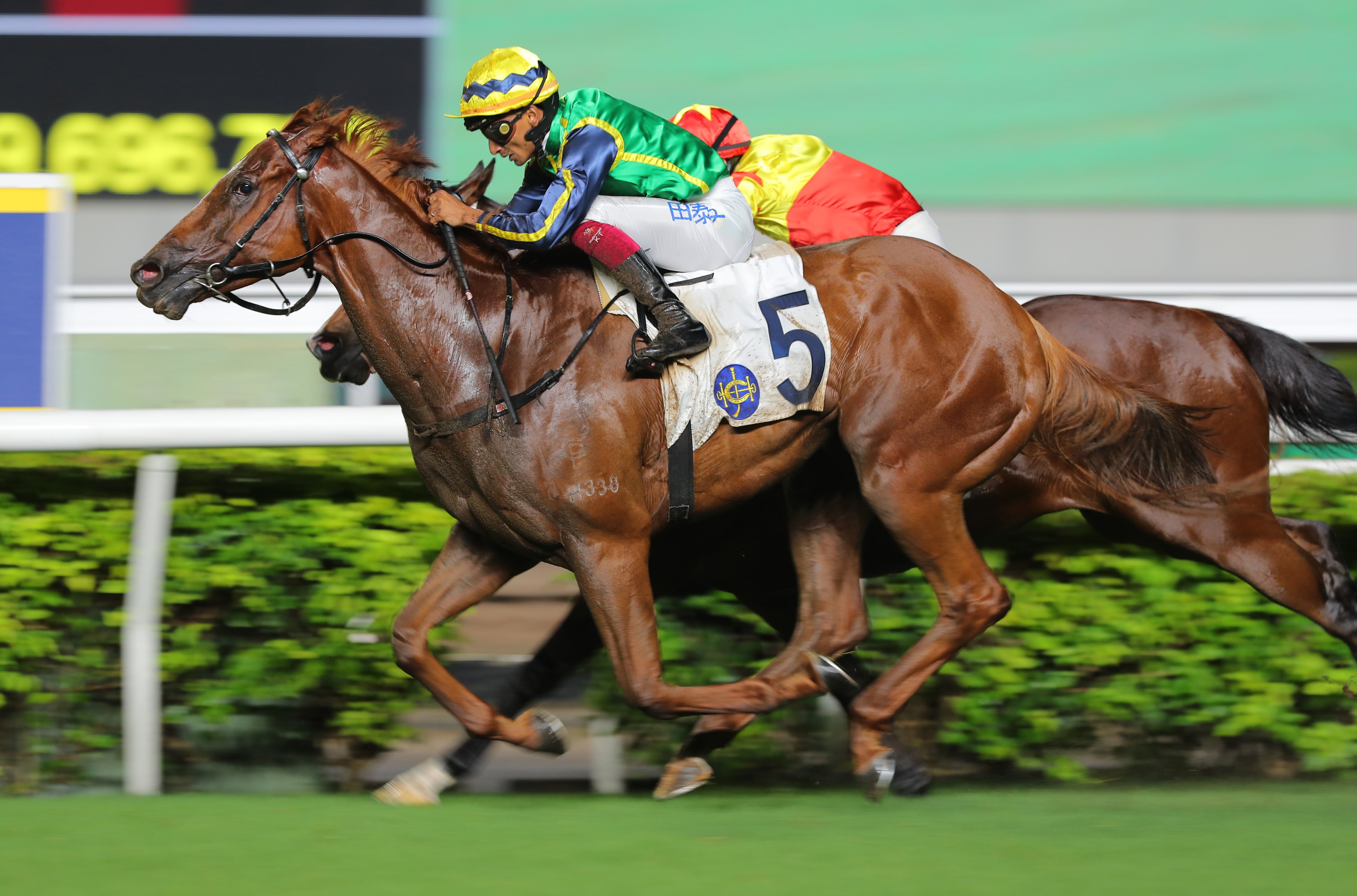 Mugen is bound for the Sprinters Stakes in Japan next season. Photos: Kenneth Chan