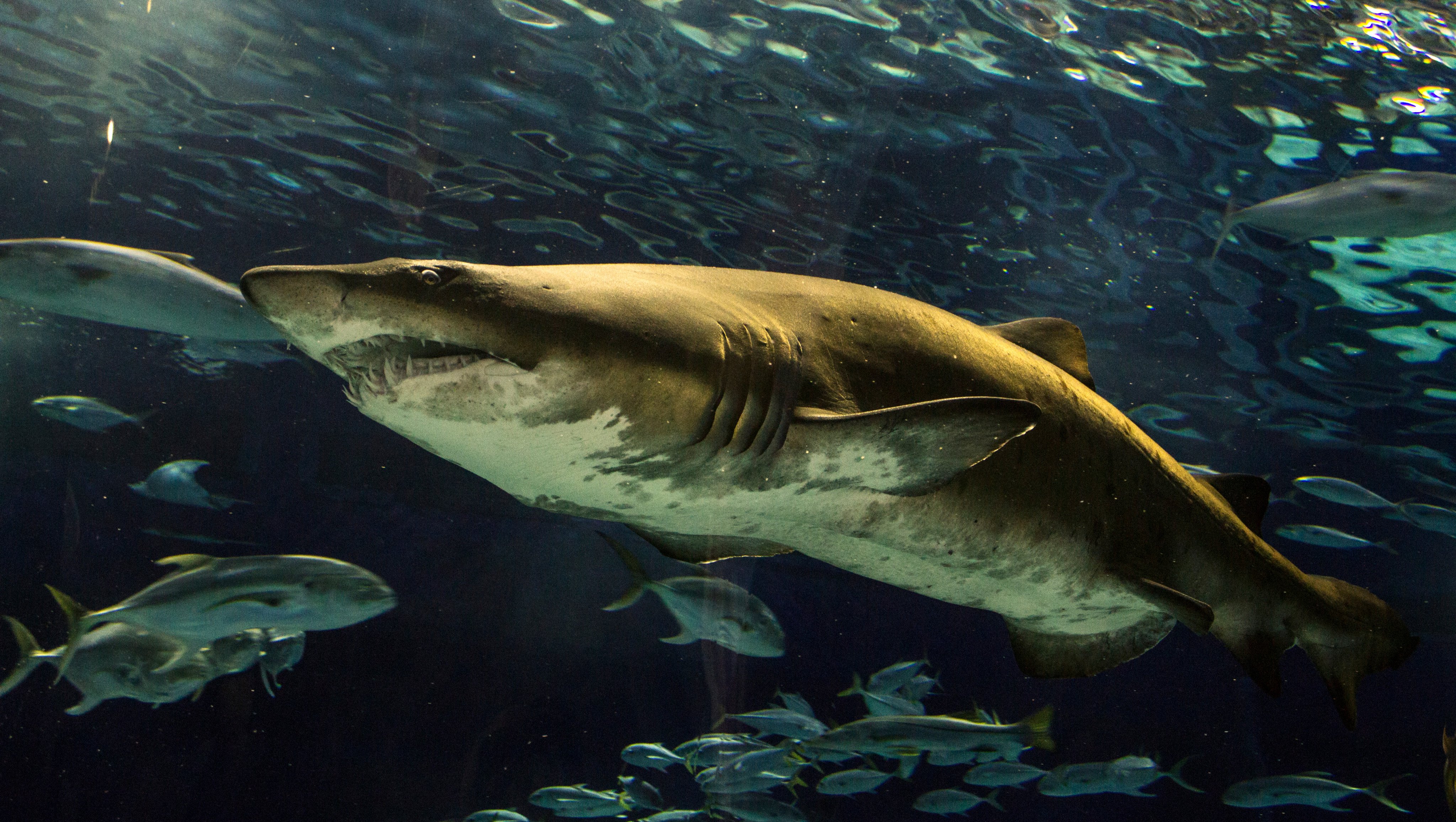 A shark at the Rio de Janeiro Sea Aquarium. File photo: Shutterstock