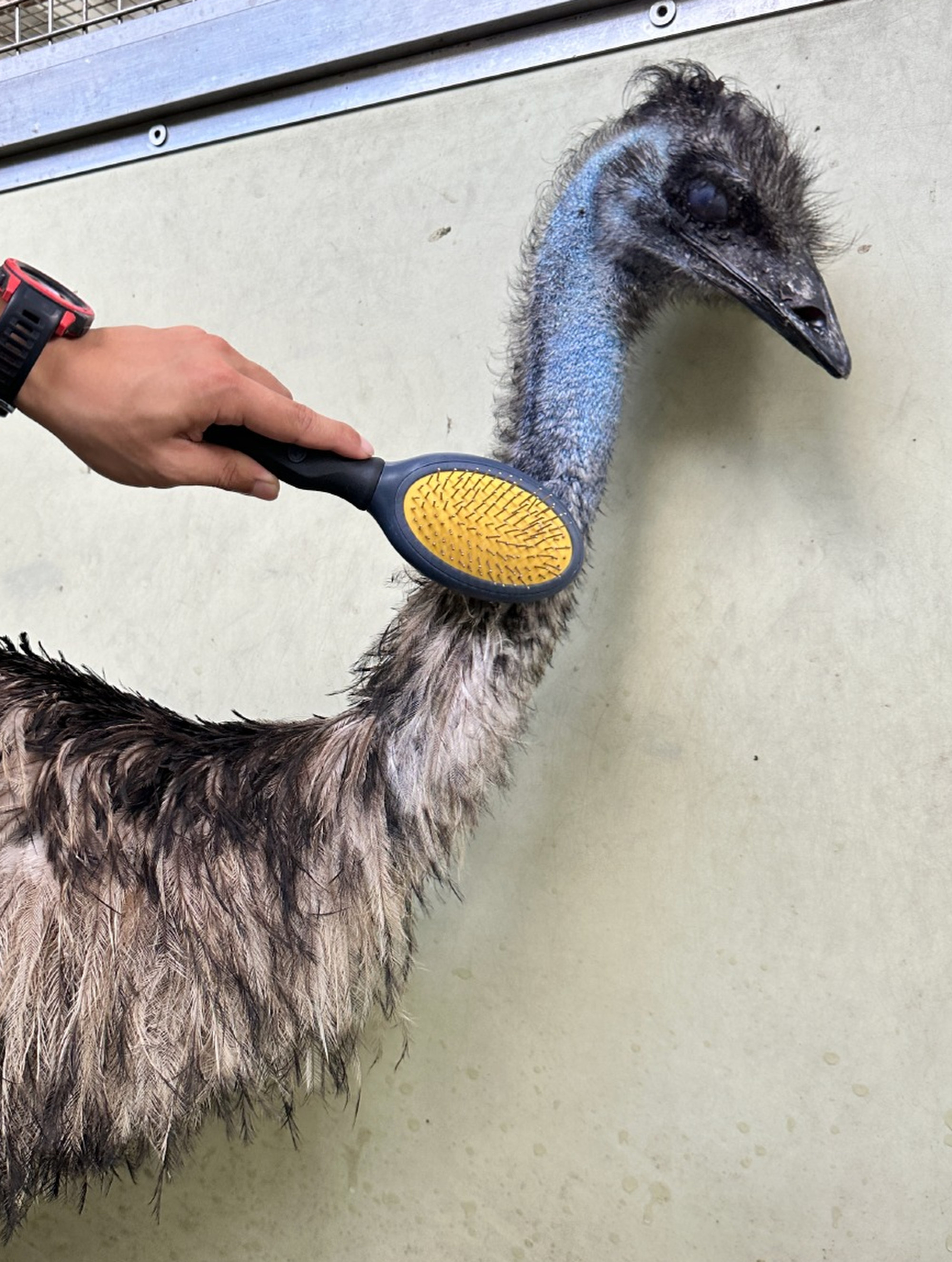 Carers give the escaped emu feather brushes. Photo: Facebook/AFCD Carers give the escaped emu feather brushes. Photo: Facebook/AFCD