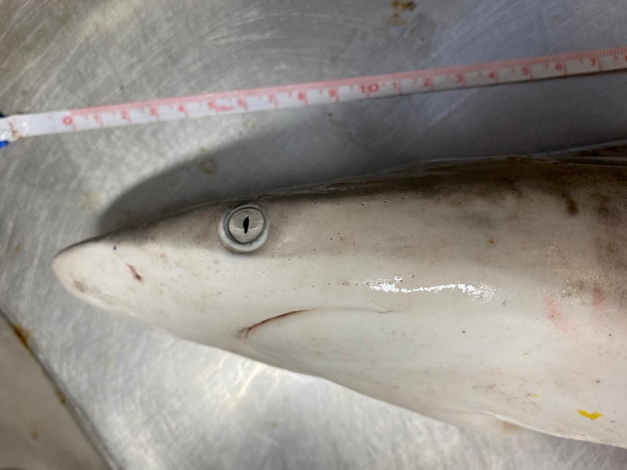 Wild sharks off the coast of Brazil have tested positive for cocaine, scientists say. Photo: Reuters