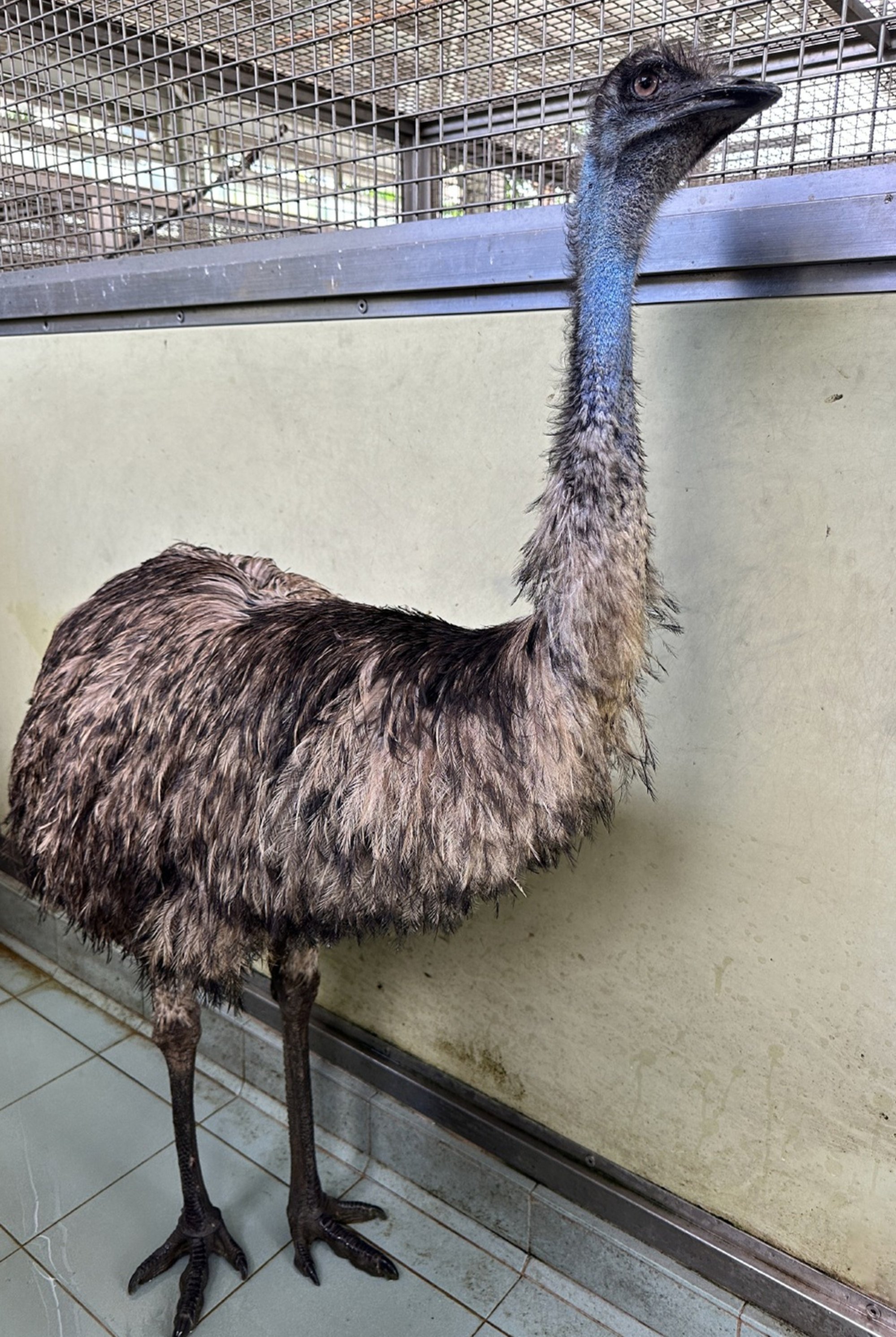 The emu has been kept in an animal management centre since May. Photo: Facebook/AFCD The emu has been kept in an animal management centre since May. Photo: Facebook/AFCD
