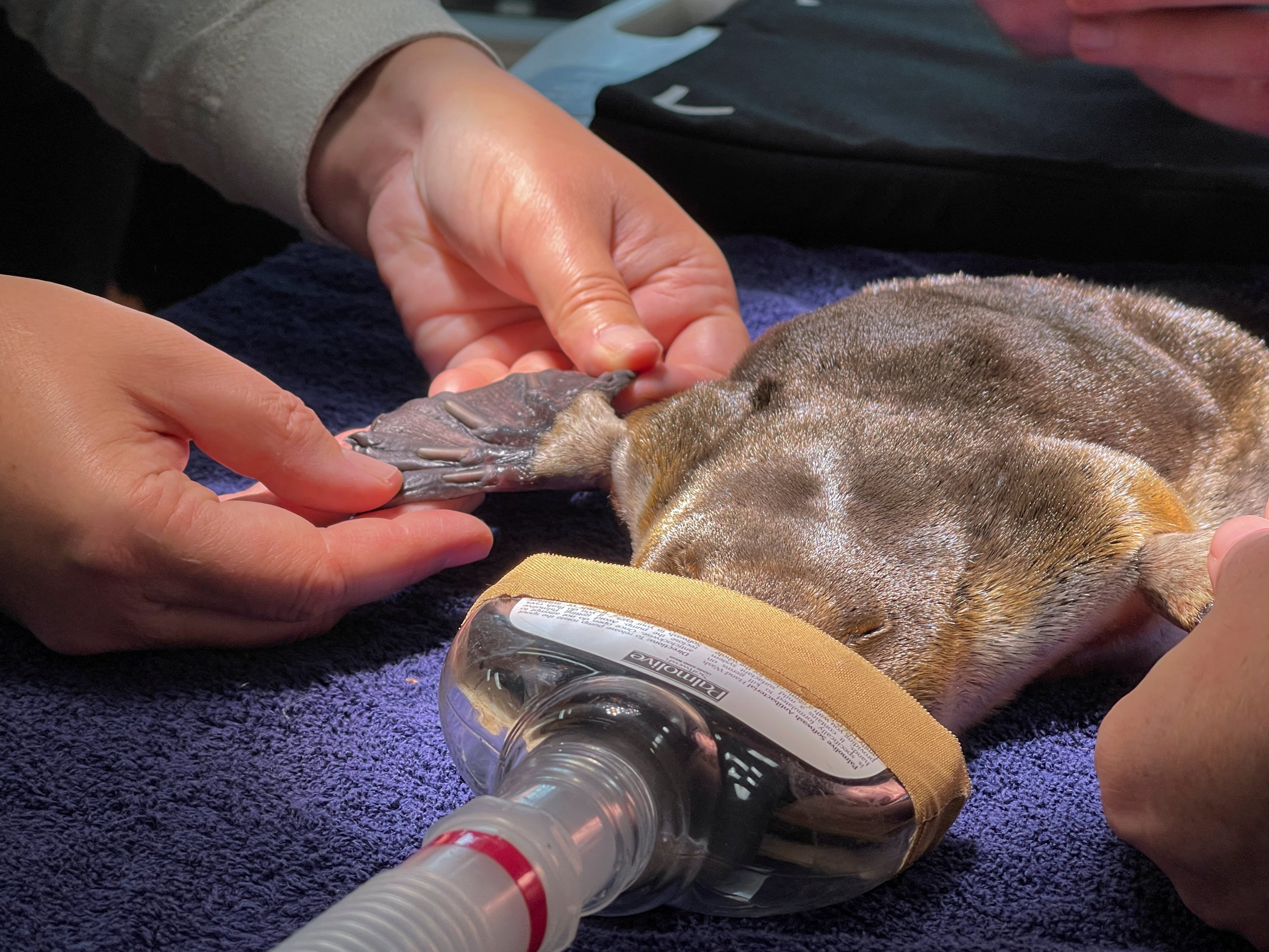 A platypus is inspected at Taronga Wildlife Hospital in Taronga Western Plains Zoo. Photo: Reuters