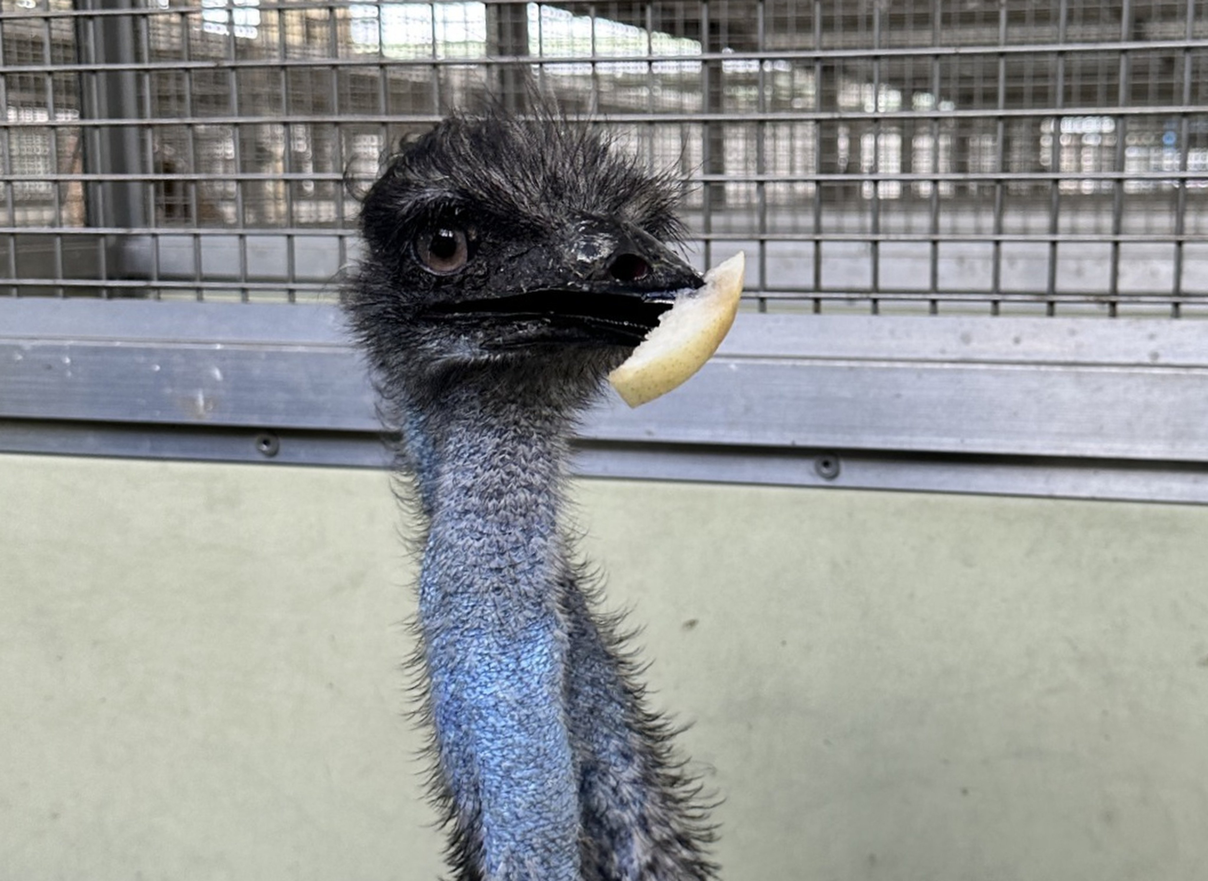 Wildlife authorities have said they are still liaising with animal welfare organisations to find a new home for the emu. Photo: Facebook/AFCD