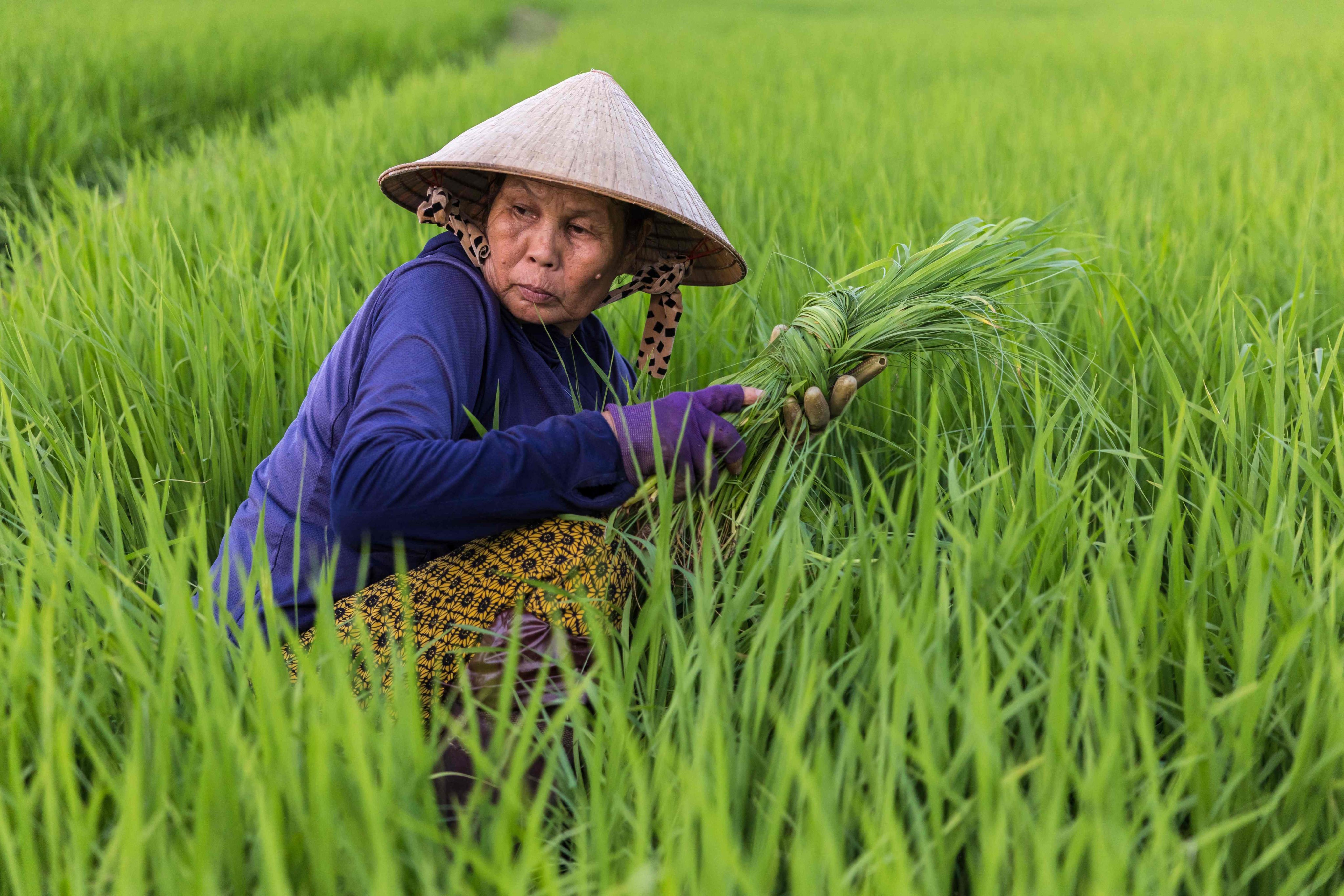 A farmer works in a rice paddy in Vietnam. The diversity within the “Global South” defies simplistic narratives. Photo: AFP