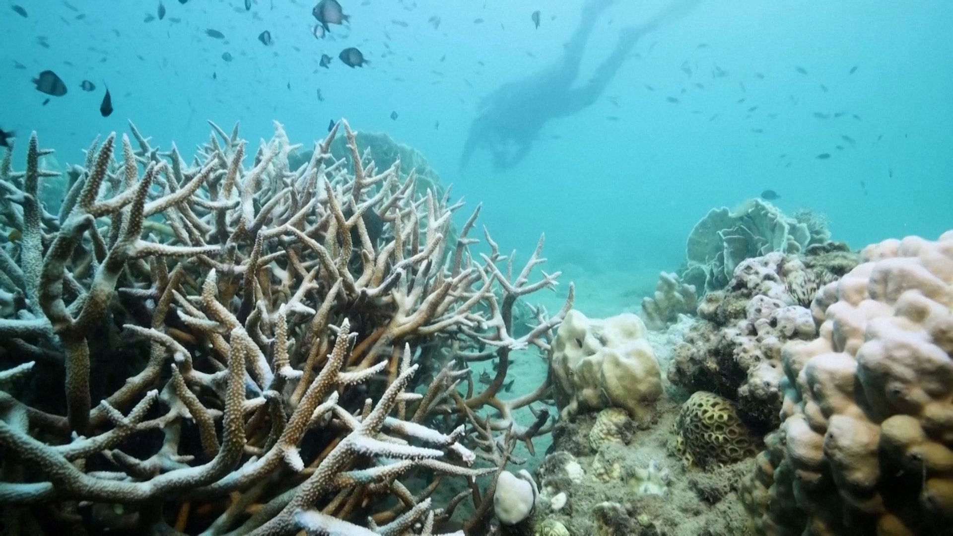 Screen capture of SCMP video of corals and livelihoods under threat in Gulf of Thailand due to soaring water surface temperatures, which reached record highs in the Gulf of Thailand last month amid a regional heatwave.

https://www.scmp.com/video/environment/3265277/global-boiling-threatening-corals-and-livelihoods-gulf-thailand?utm_source=scmp&utm_medium=qr&utm_content=print&utm_campaign=editorial-print-qr