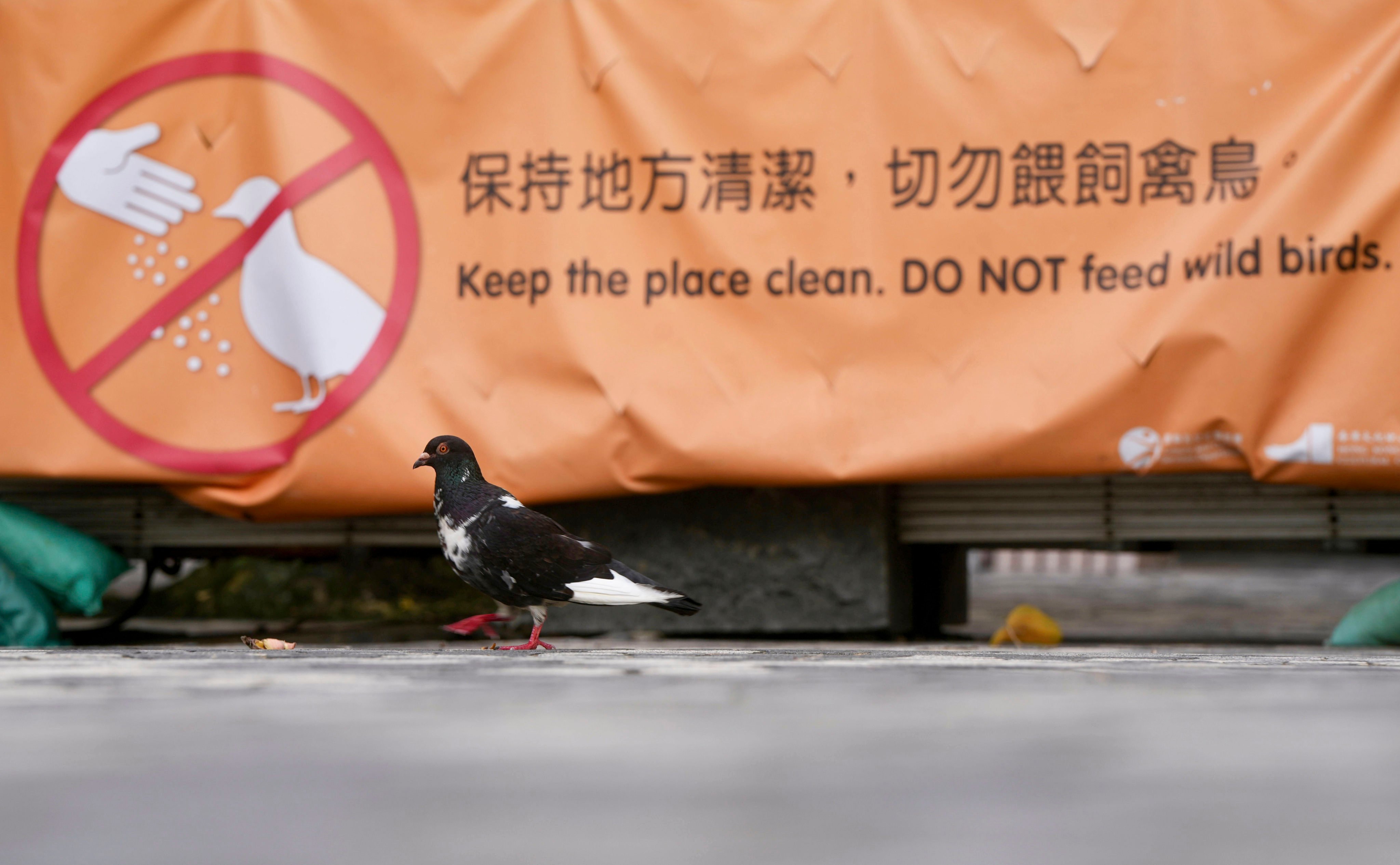 A banner is displayed warning people against feeding pigeons in Hong Kong. Photo: Sam Tsang