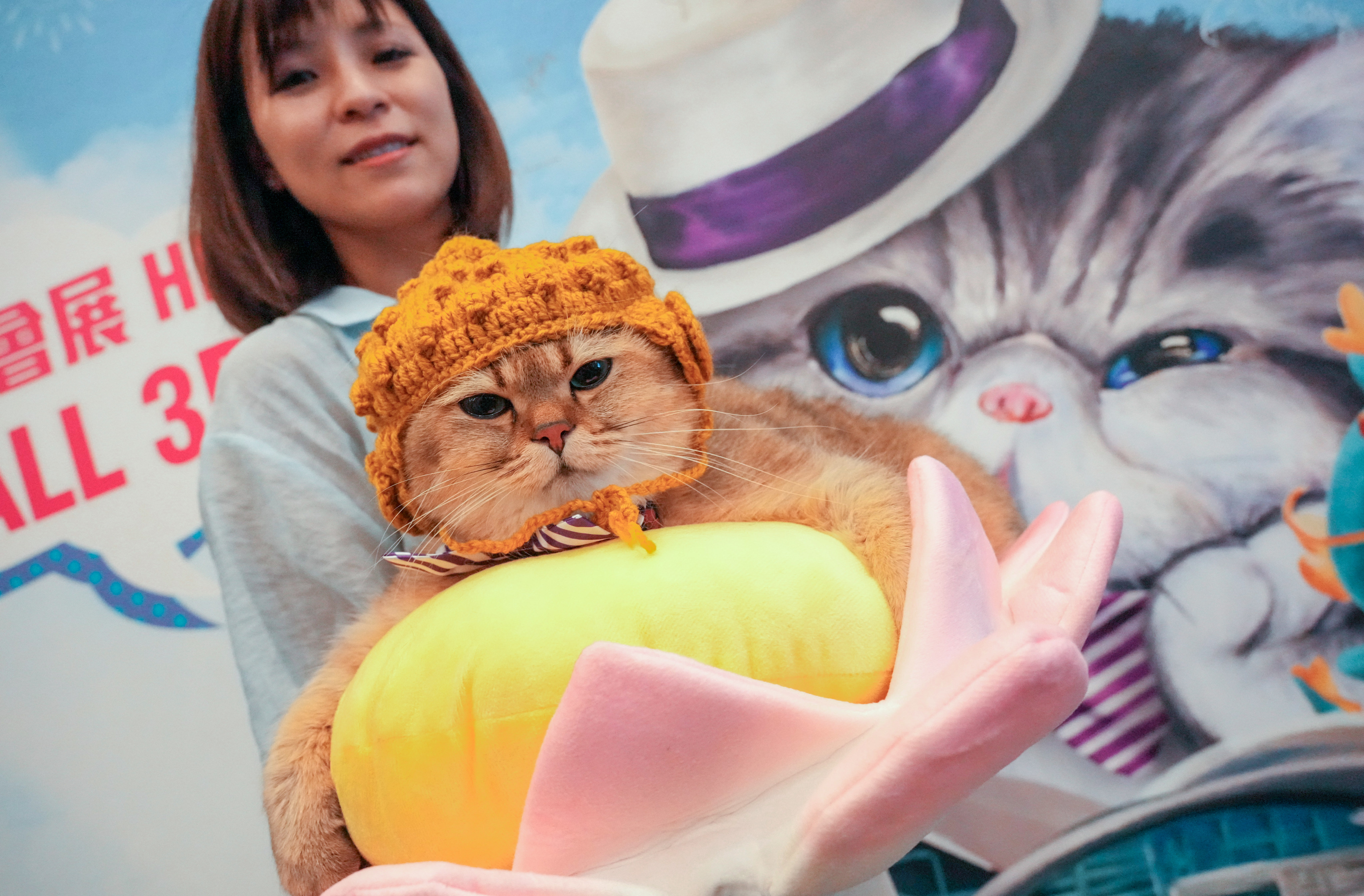 The Hong Kong Cat Expo 2024 is on in Wan Chai. Photo: May Tse