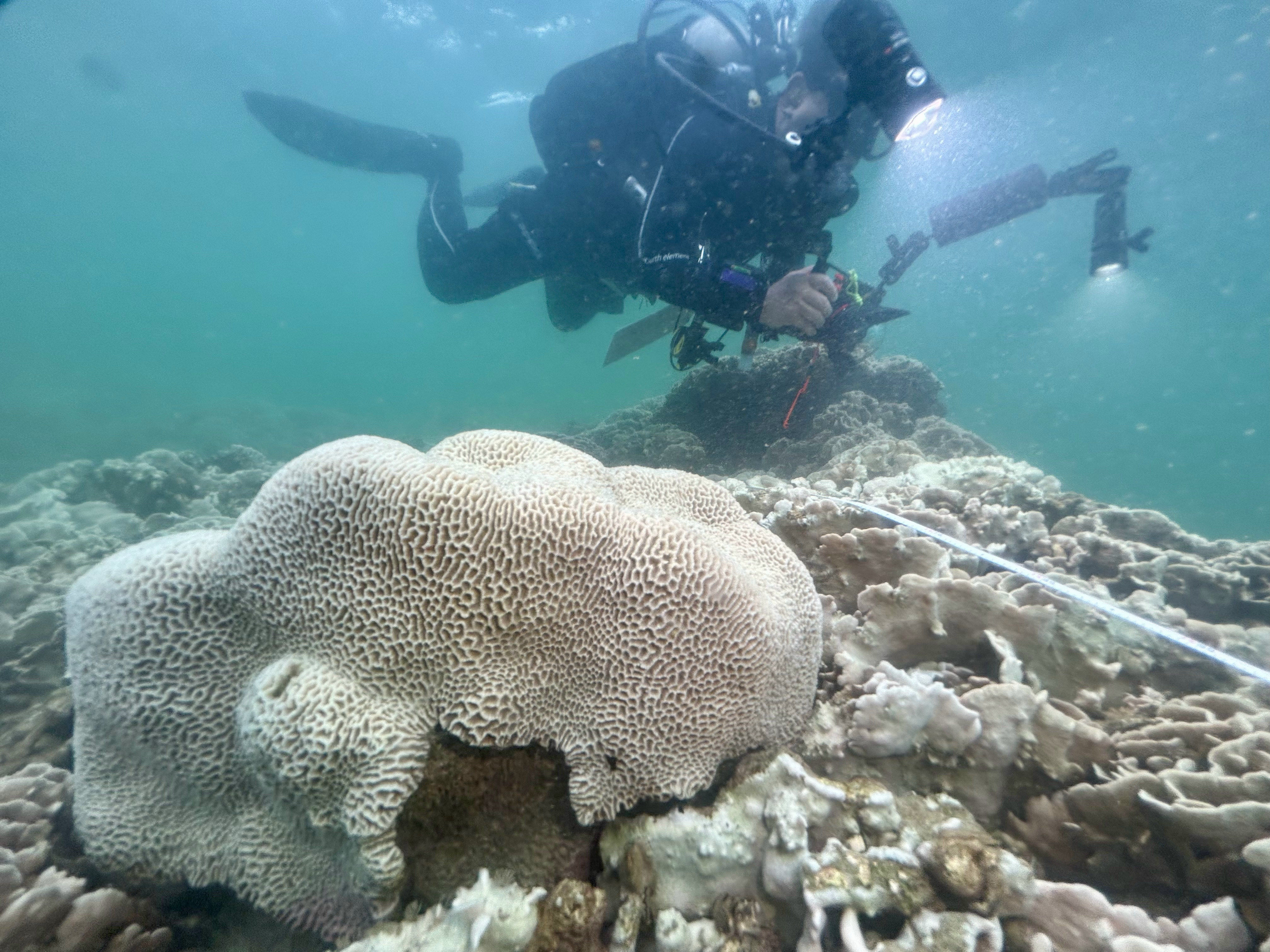 Scientists at global NGO Reef Check Foundation and other researchers have discovered 73 per cent of corals around Sharp Island at the Hong Kong Unesco Global Geopark had bleached. Photo: Dickson Wong