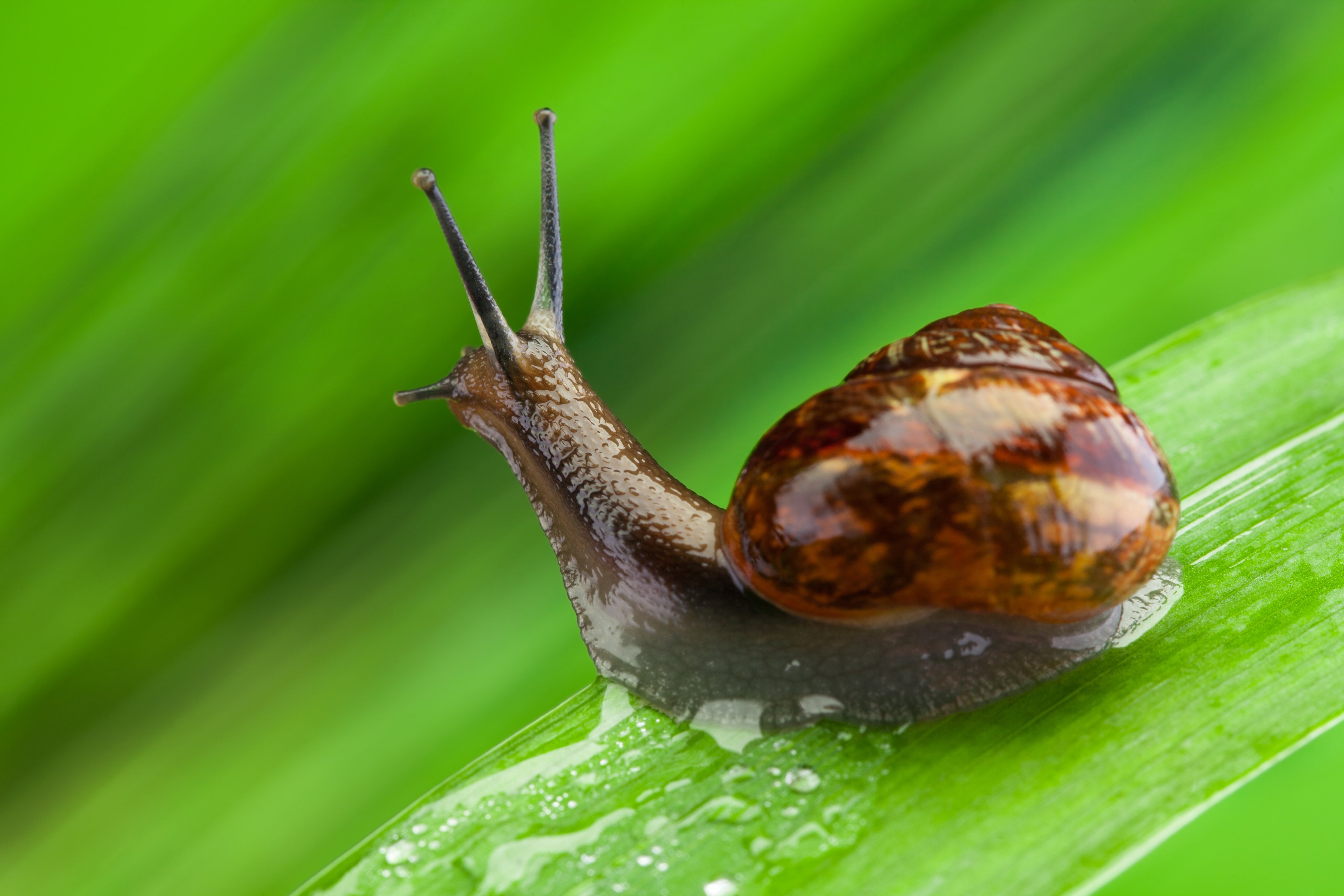 Scientists researching climate change collected snails before a deadly storm hit Zhengzhou in central China in 2021 to study isotope changes. Photo: Shutterstock Images