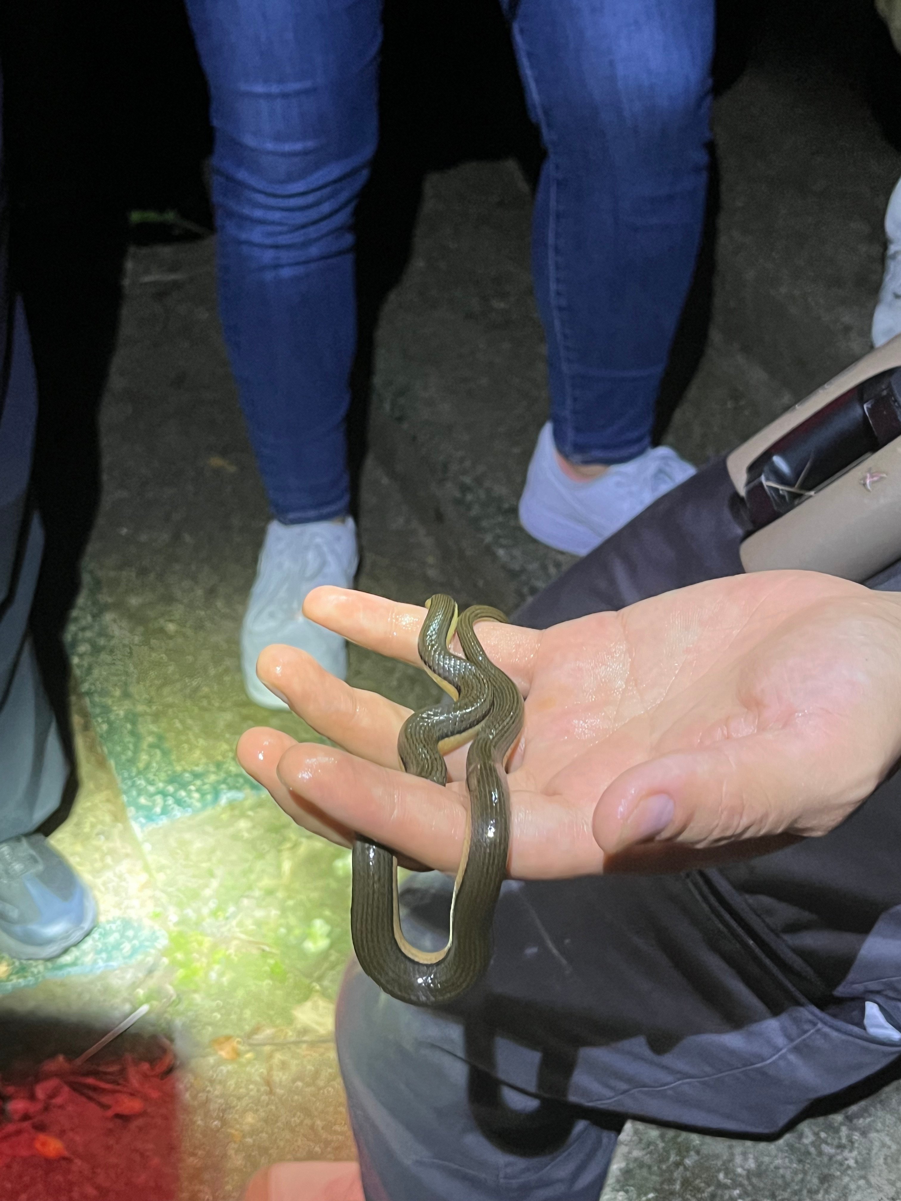 A bicoloured stream snake, one of the species spotted on a night walk at Kadoorie Farm and Botanic Garden. Photo: Mabel Lui