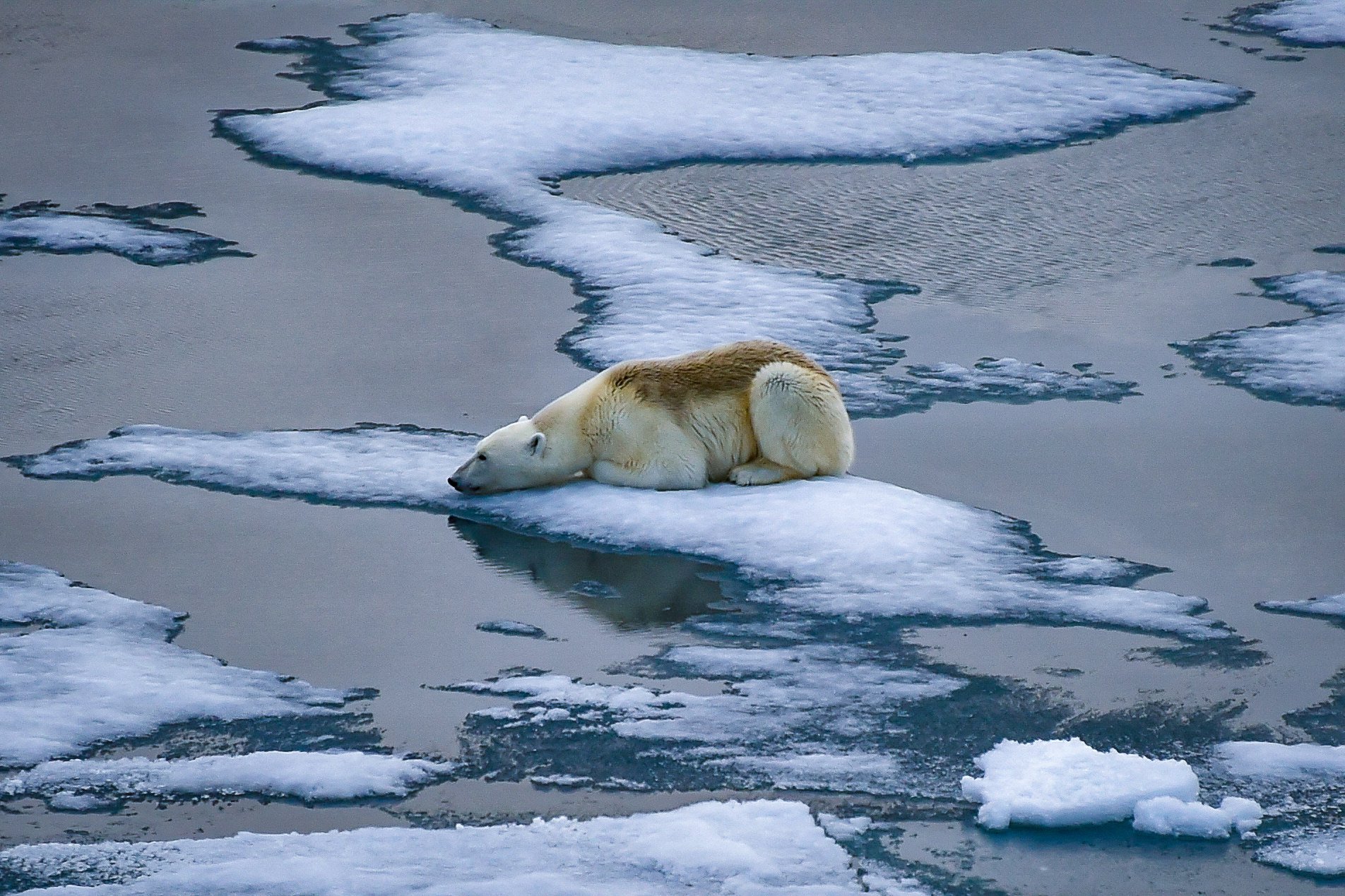 Scientists say the asynchronous melting of the polar ice caps - that is, they are melting at different times - could have a dramatic effect on the climate. Photo: AFP