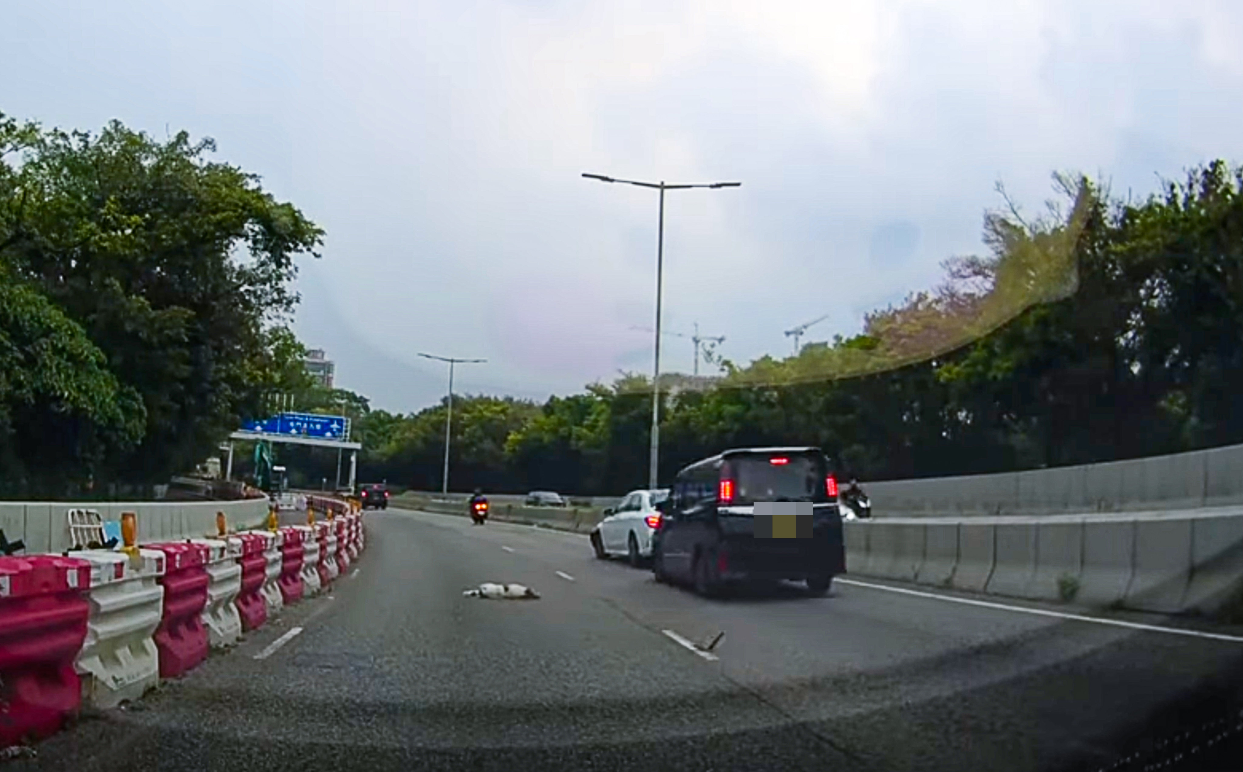 A dog has died after a car crash in Yuen Long. Photo: Facebook/Kevin Ho