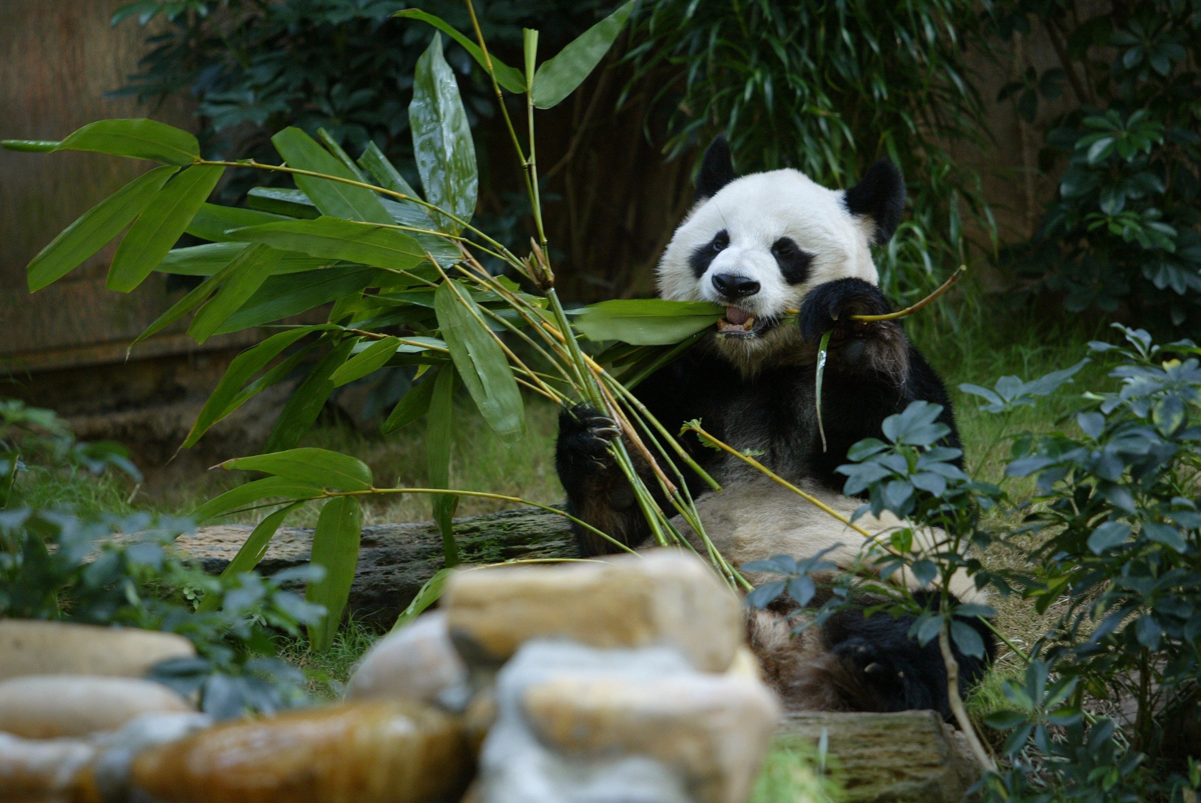 Giant male panda An An at Ocean Park in 2004. A two-year research was conducted before the bear died in 2022. Photo: Robert Ng