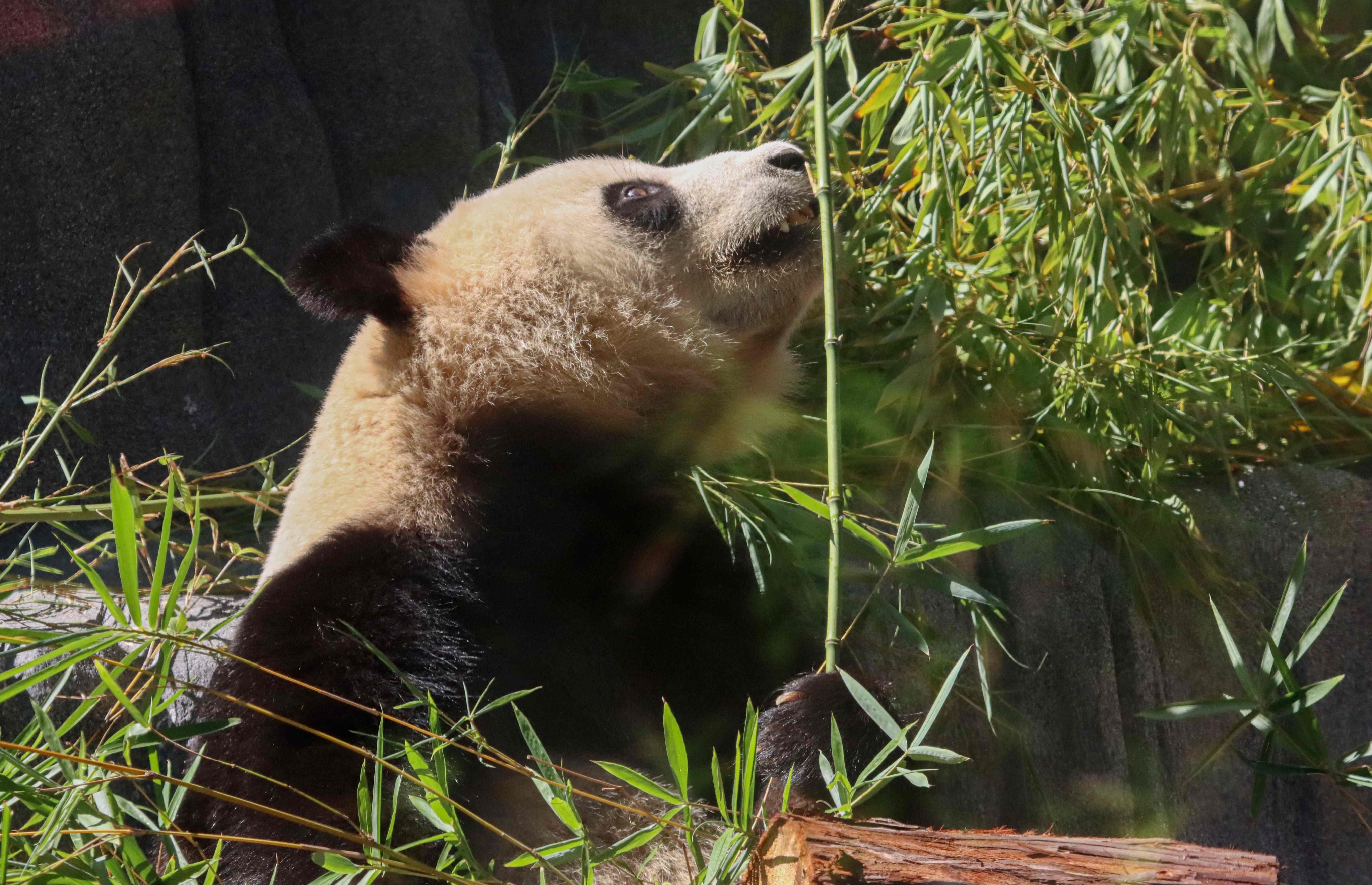 Well-preserved giant panda fossil discovered in northwest China. Photo: AFP