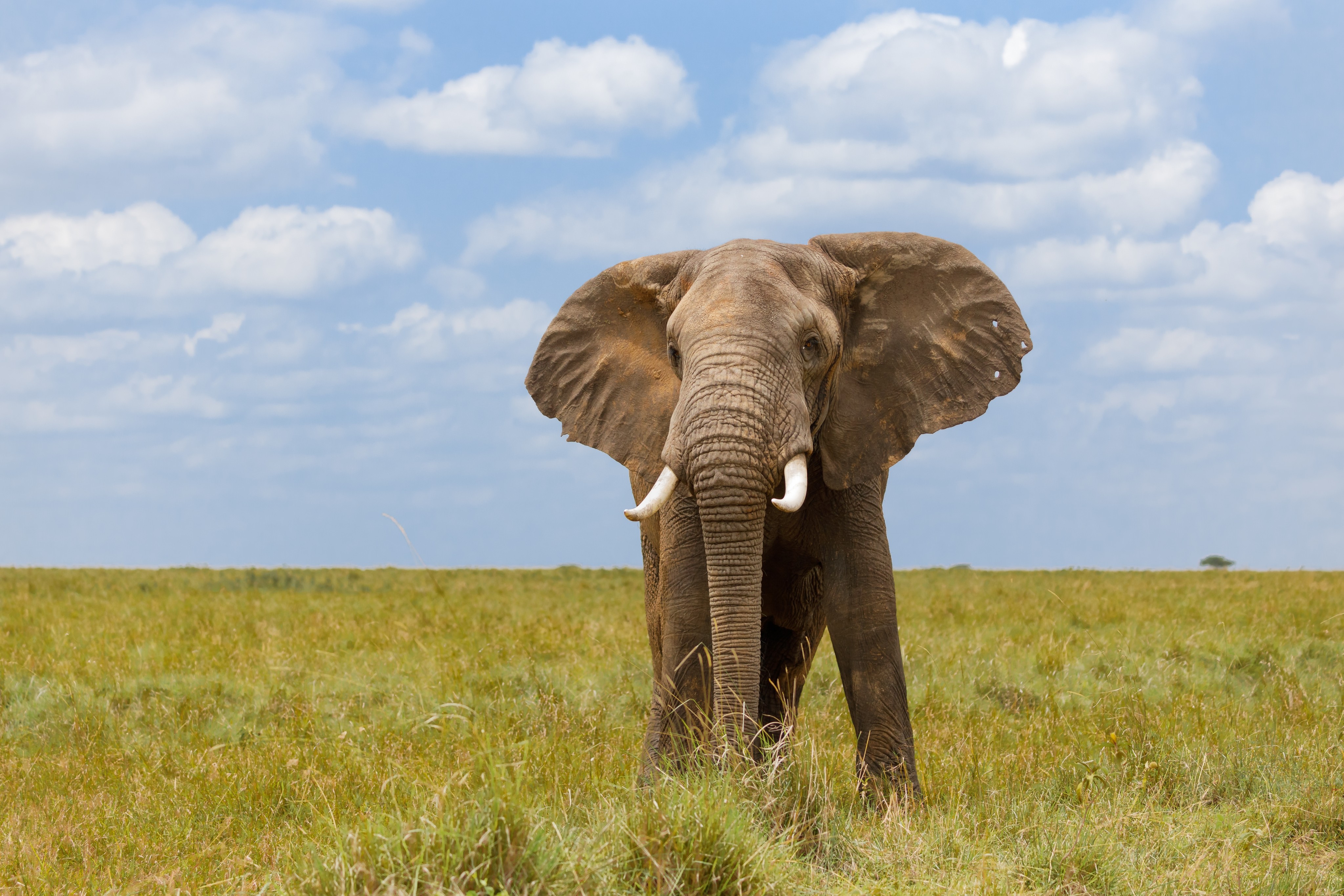 Elephants create nicknames for their friends and family members. Photo: Shutterstock