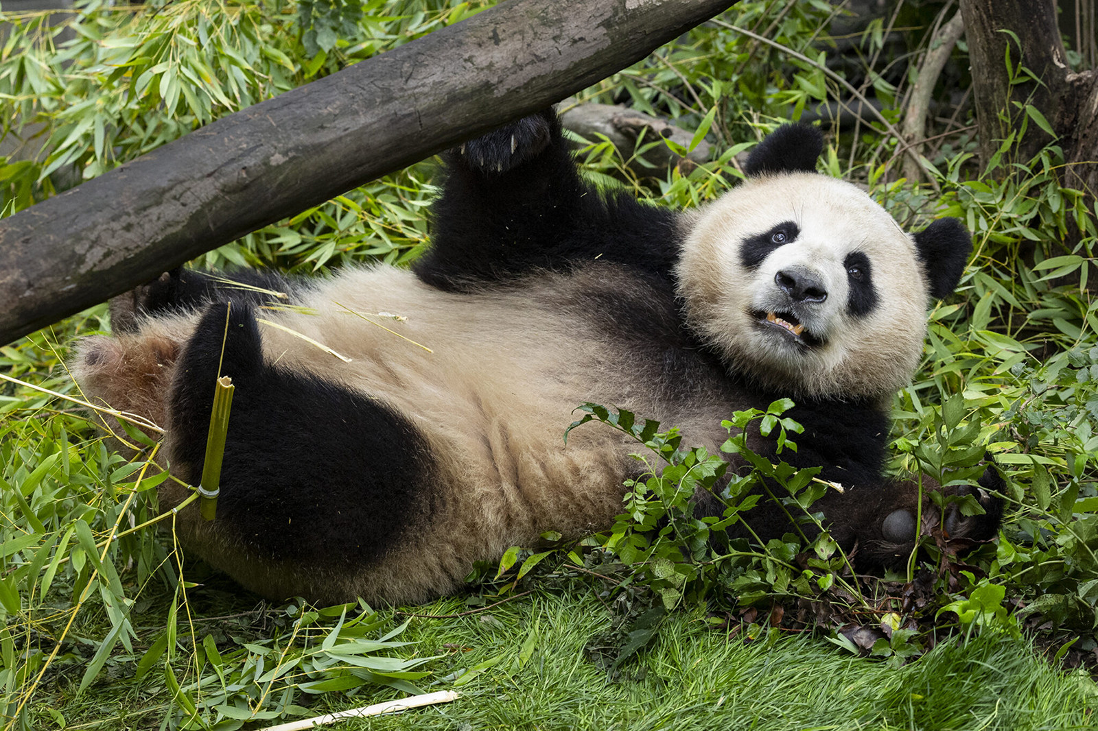 Xin Bao, one of two giant pandas sent from China to the San Diego Zoo, getting acclimated to her new home. Photo: San Diego Zoo Wildlife Alliance/TNS