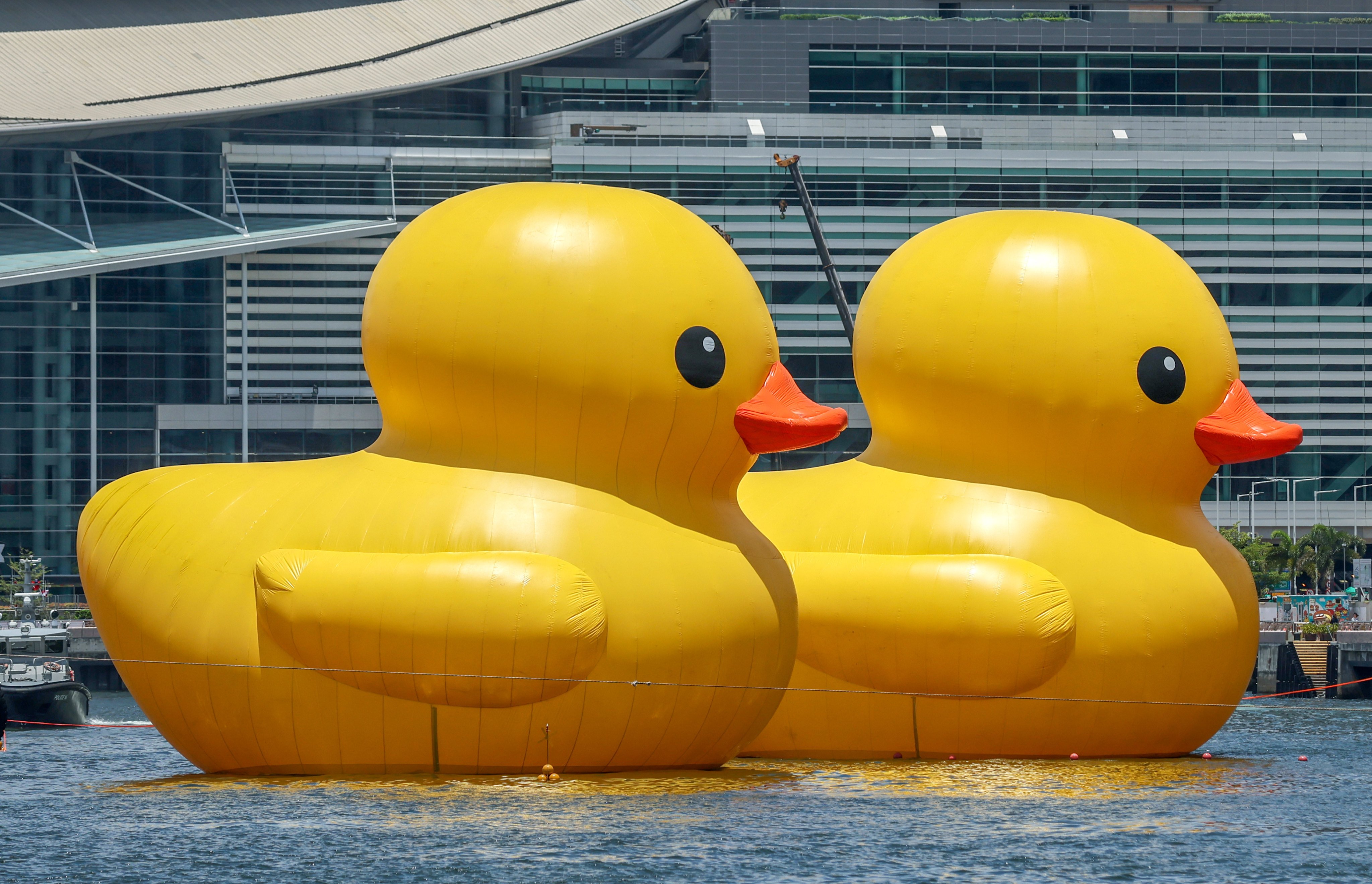 Artist Florentijn Hofman’s Double Duck installation in Hong Kong in 2023.   Photo: May Tse