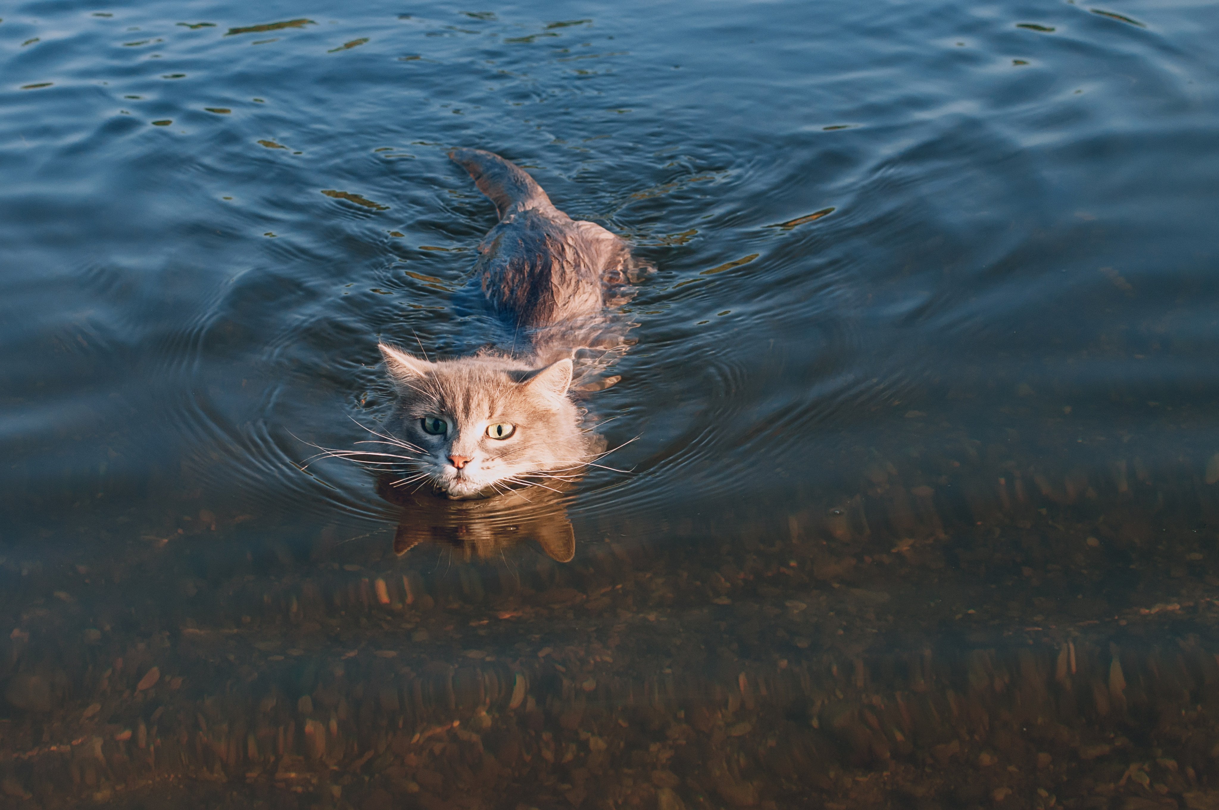 Humans and cats have lived together for millennia, and many myths have developed around cats. We uncover the facts about their abilities and behaviour, from how well they see at night to their supposed aversion to water. Photo: Shutterstock