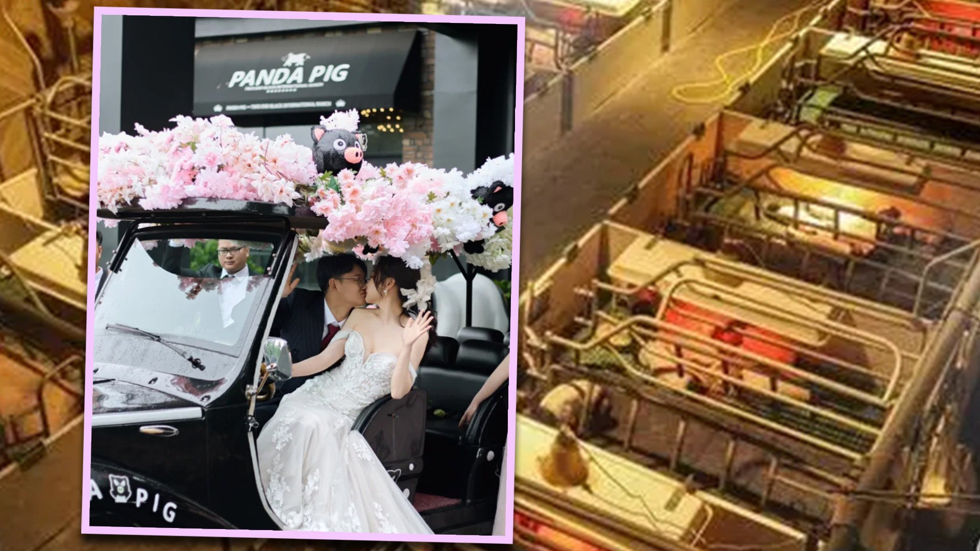 A pig farm in China has emerged as an unlikely venue for couples to get married. Photo: SCMP composite/Xiaohongshu/tidenews.com.cn