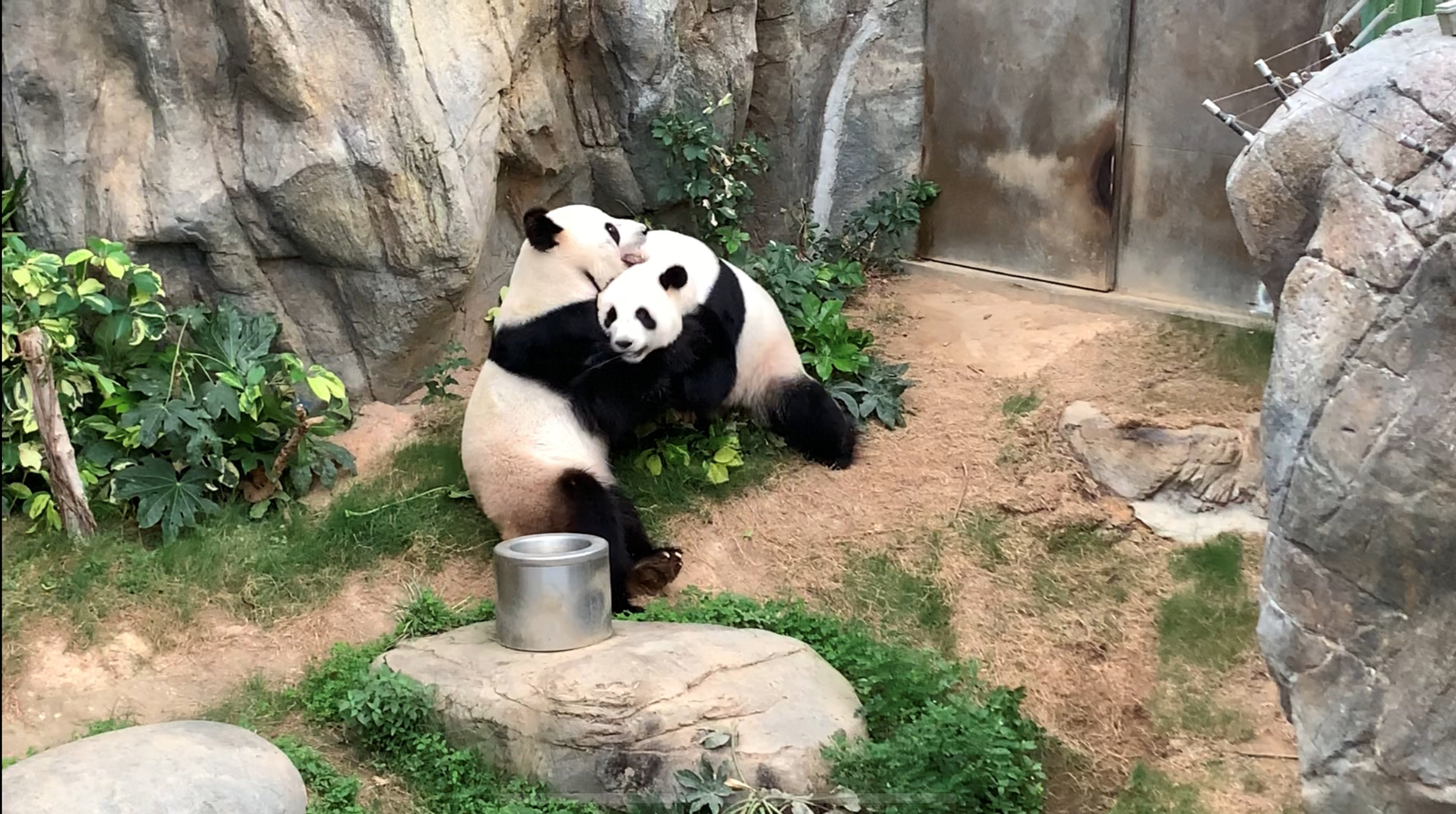 Ying Ying and Le Le, pictured in 2020, were given to Hong Kong in 2007. Photo: Ocean Park