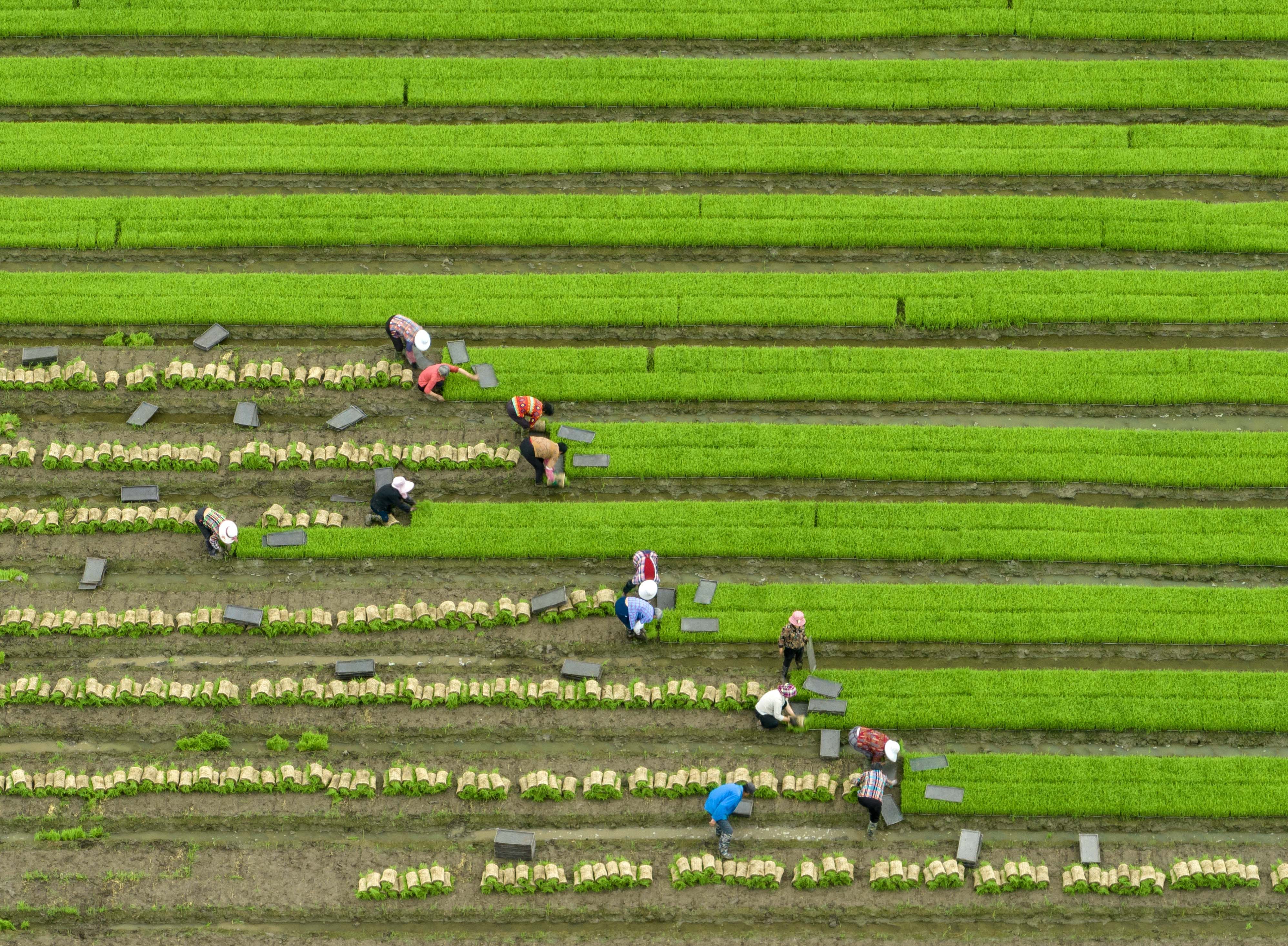 Farmers work a paddy field in China’s Jiangsu province. The nation has been striving to ensure a stable food supply for 1.4 billion people. Photo: Xinhua