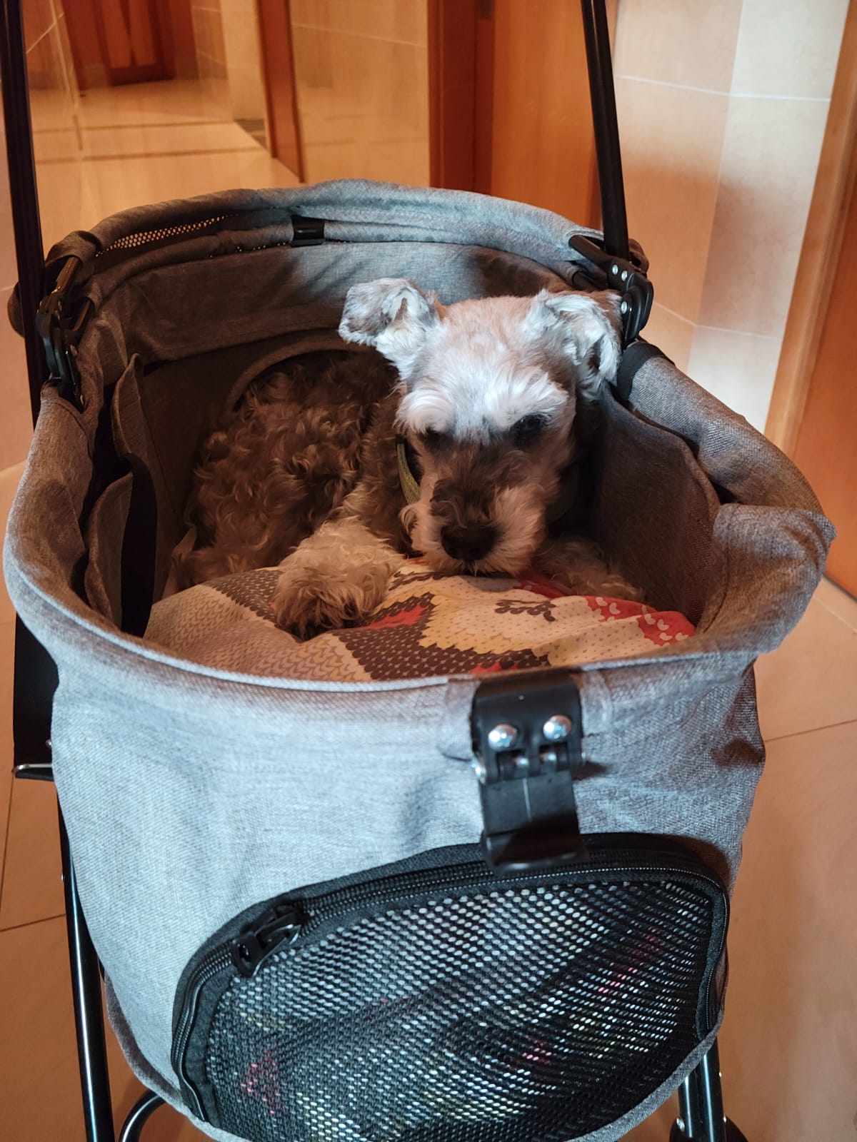 Having taken care of his elderly pet dog Colin (above) as his health declined, Tom Eves considers the purchases that helped him make his miniature Schnauzer’s life more comfortable. Photo: Tom Eves