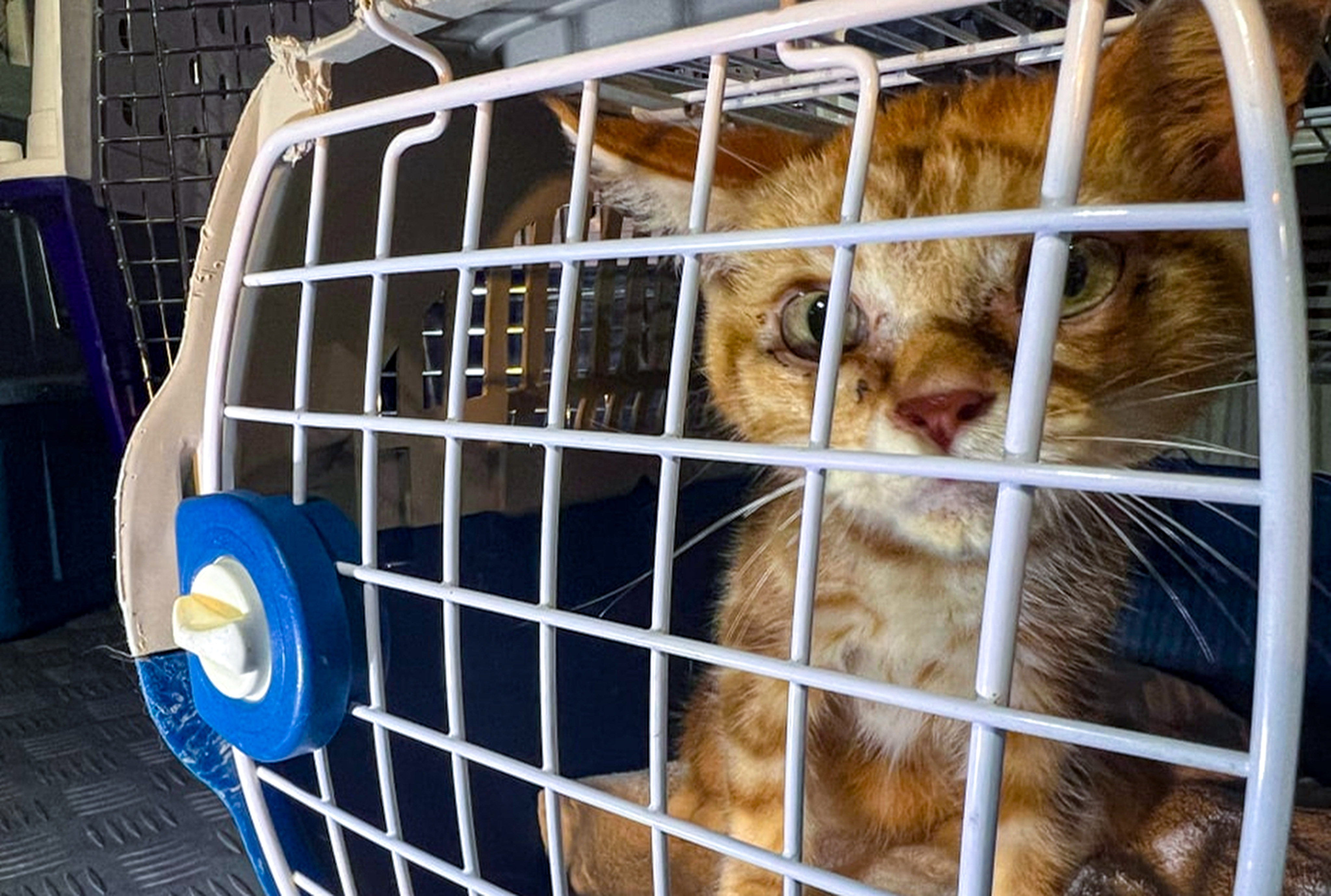 Five of the cats found were in poor health and taken by staff from an animal welfare organisation for treatment, police have said. Photo: Facebook/ HKGolden