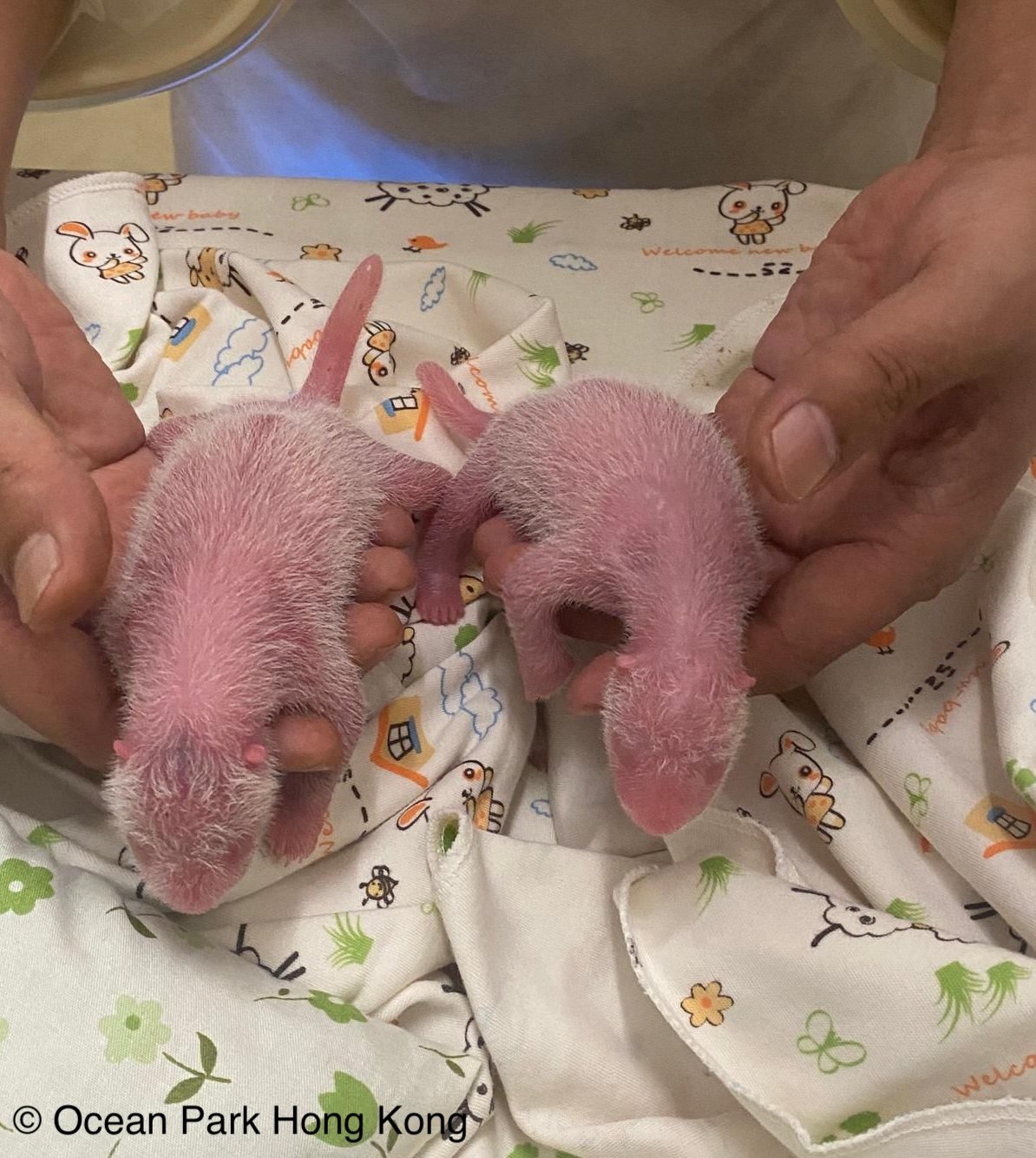 The twin panda cubs. Photo: Ocean Park