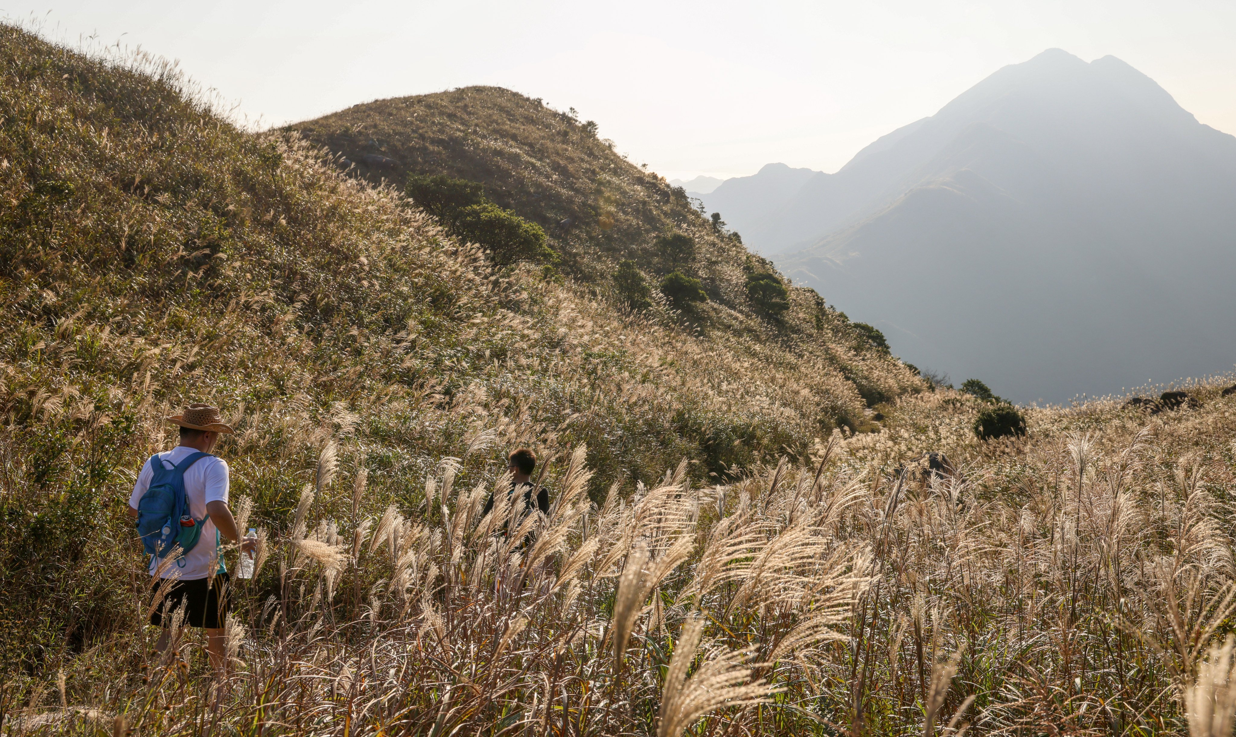 Hikers walk through Chinese silvergrass at Sunset Peak on  Lantau Island in November last year. Hong Kong’s position as an international finance centre and its existing rich biodiversity knowledge base mean there is ample opportunity to integrate biodiversity considerations into development. Photo: Dickson Lee