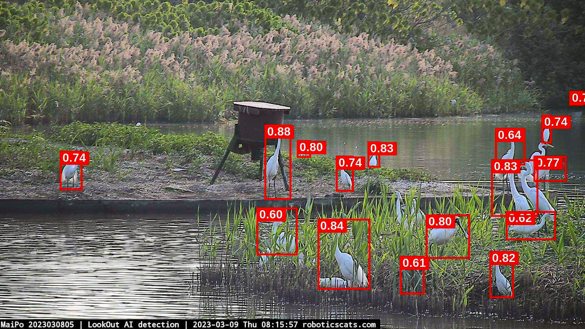 An AI-powered bird counting system in action. Photo: Robotics Cats